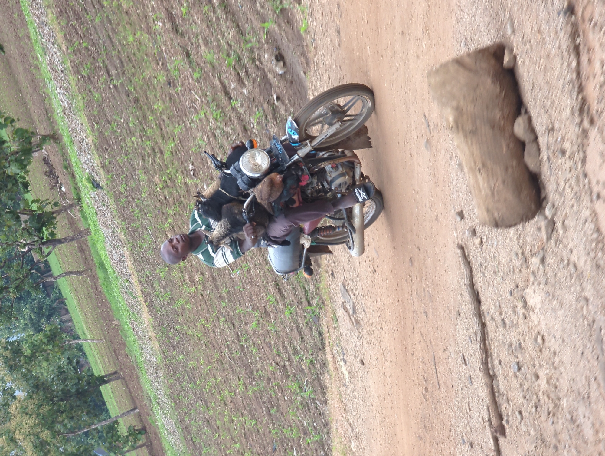 Motorcycle carries passenger with chickens on Agban dirt road