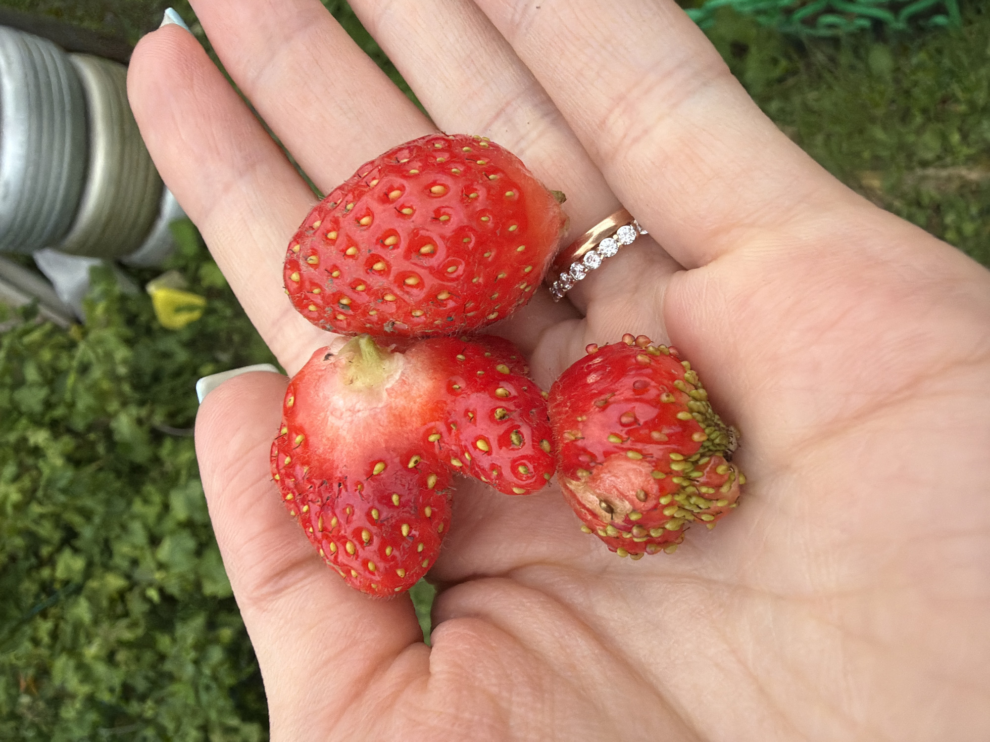 Summer garden in Petukhi: flowers, fruit, and fresh growth