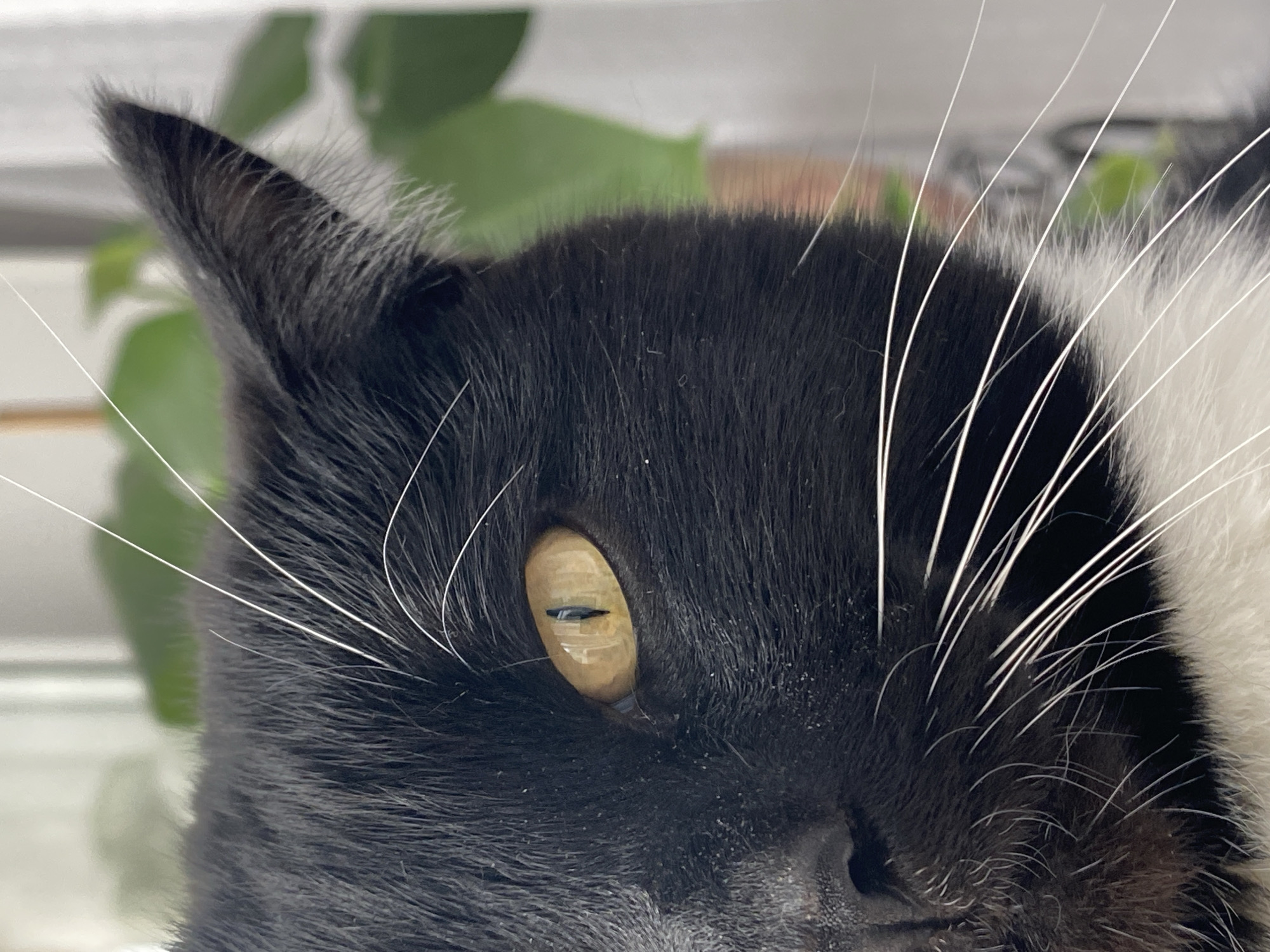 Cat photography session and fountain visit in Chaikovsky, Russia