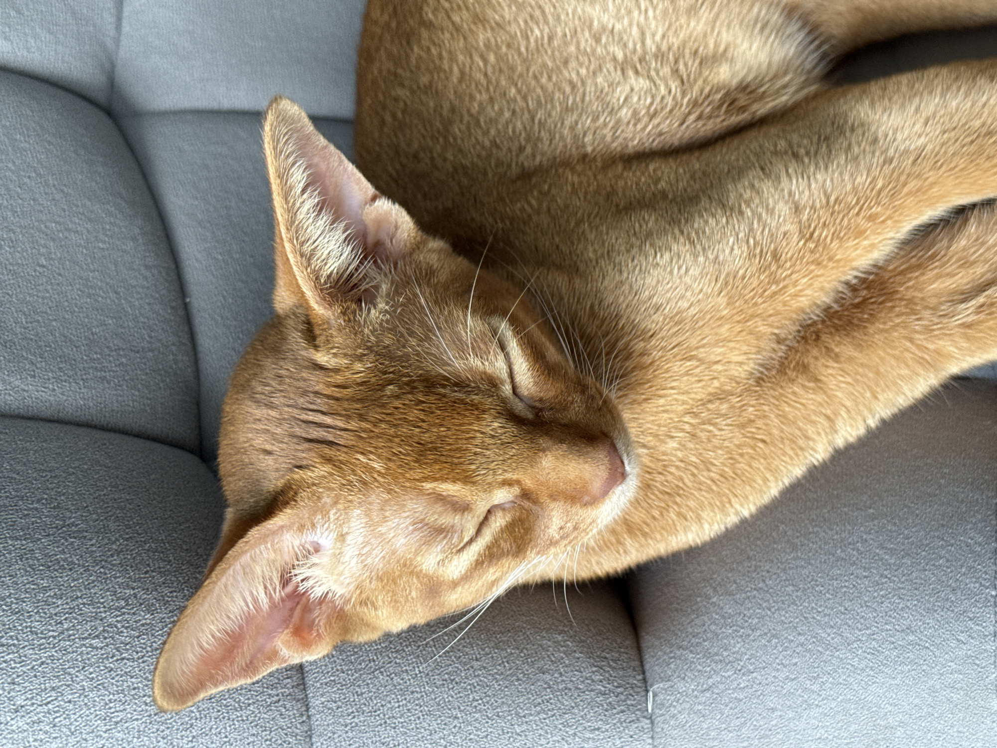 Orange tabby cat napping at home, paw held gently