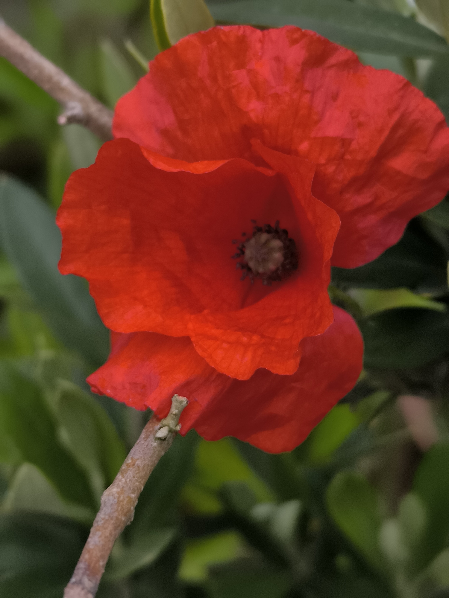 Red poppy flower blooms in Alkmaar, Netherlands