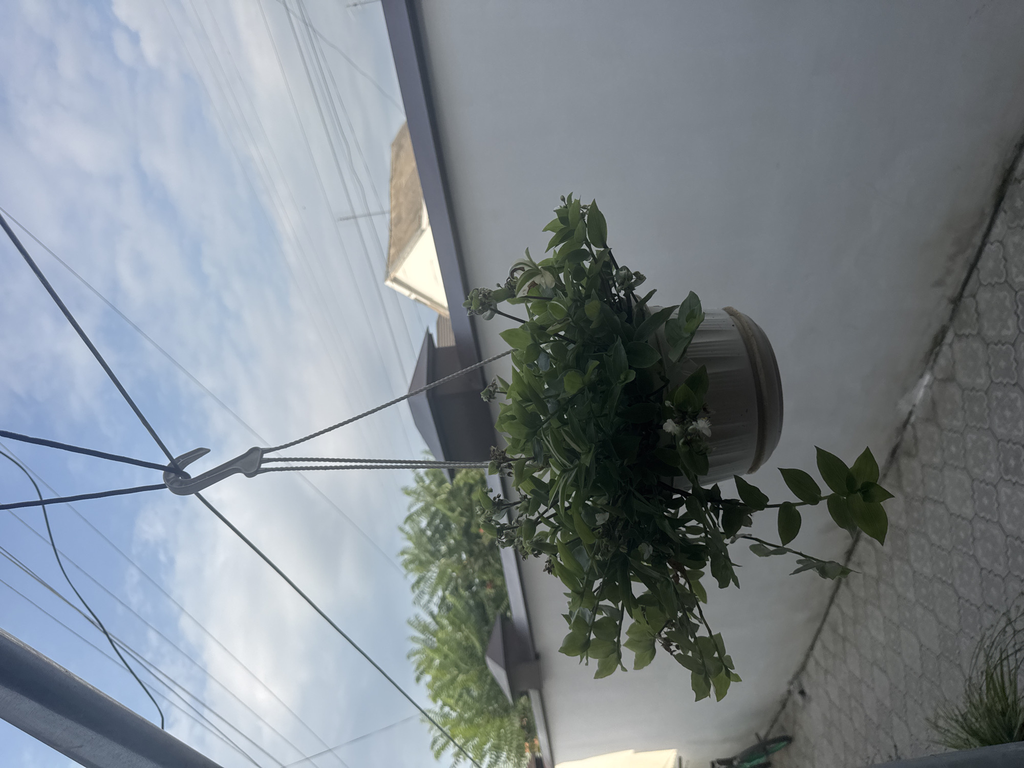 Patio plants, hanging baskets, and hobby artwork at home