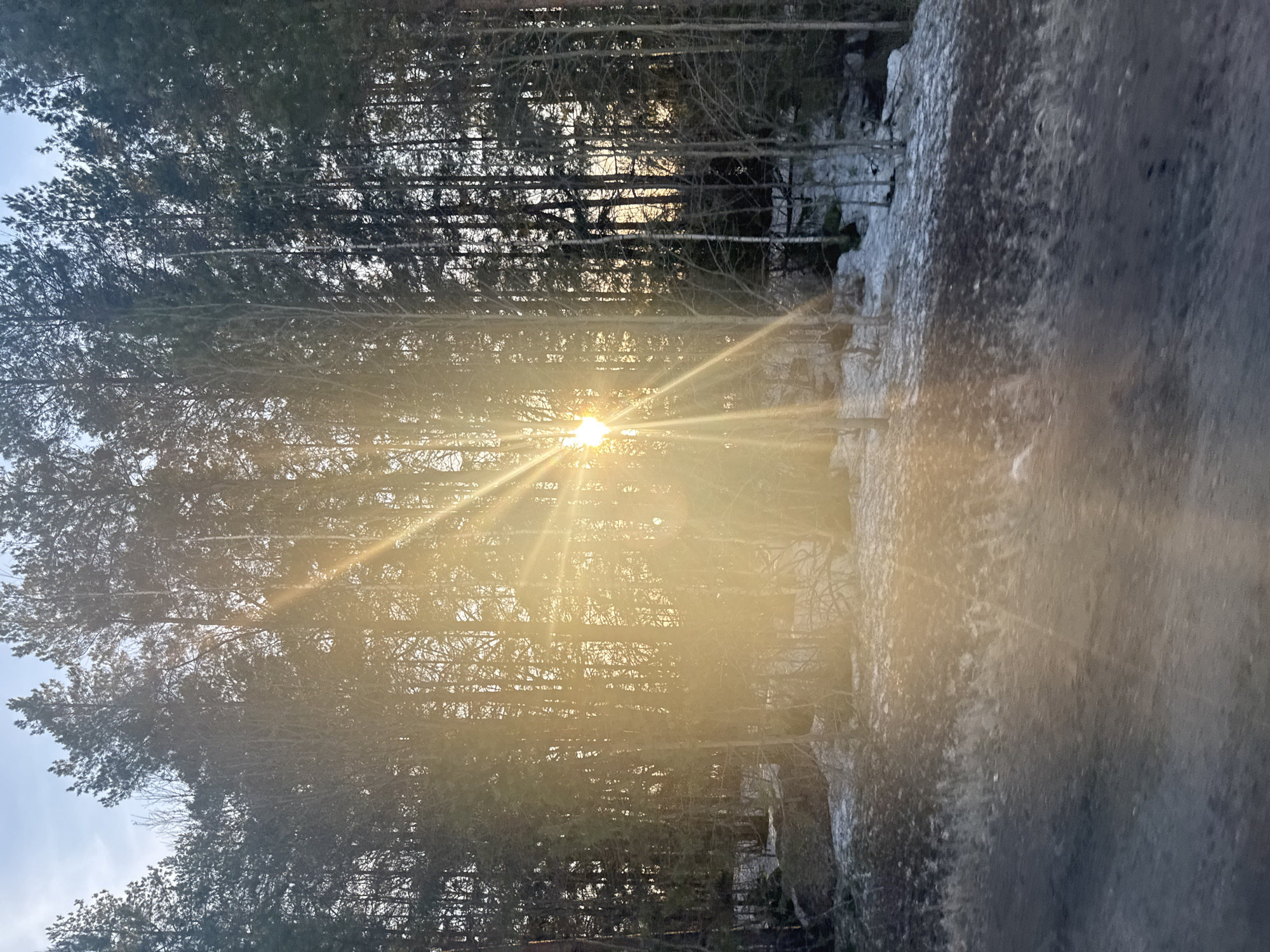 Sunlight streams through forest trees in Foki, Russia