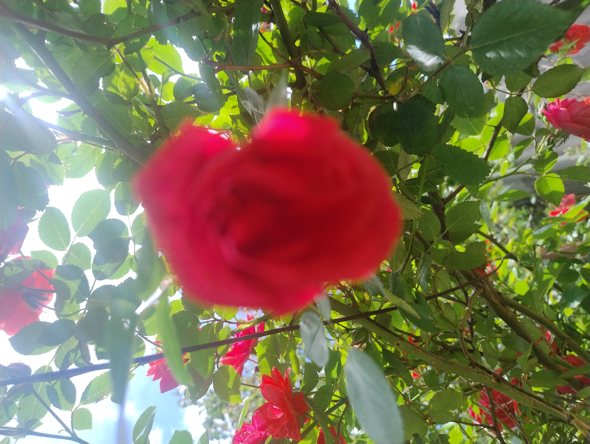 Roses and aquarium scenes documented in Kropyvnytskyi gardens