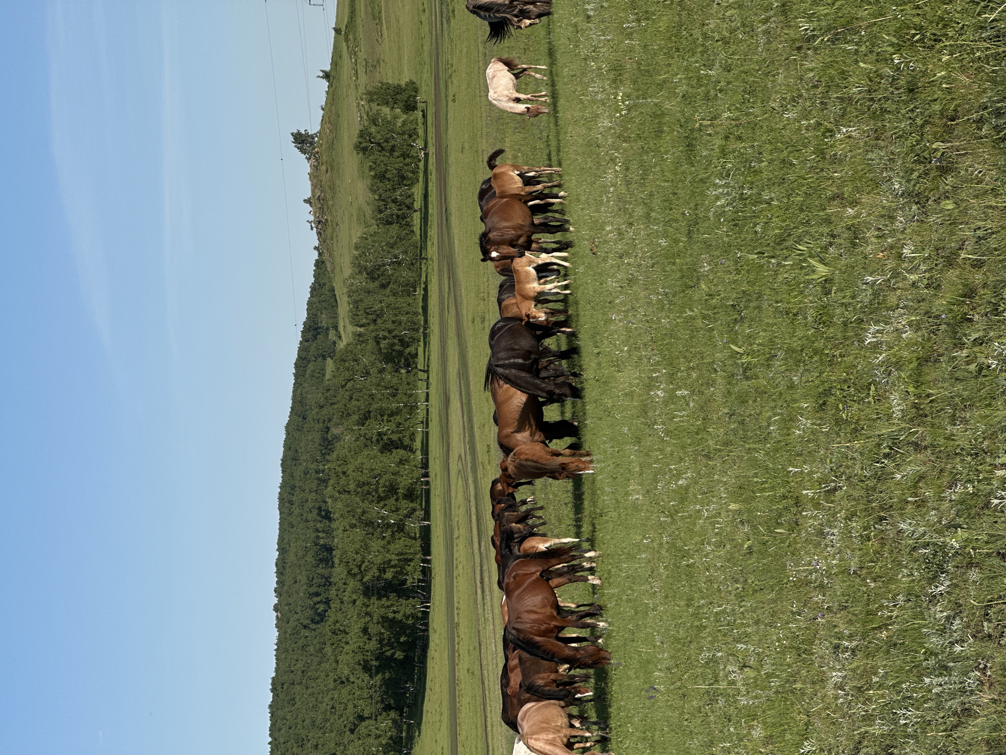 Horse herd grazes in Kazakhstan field overnight