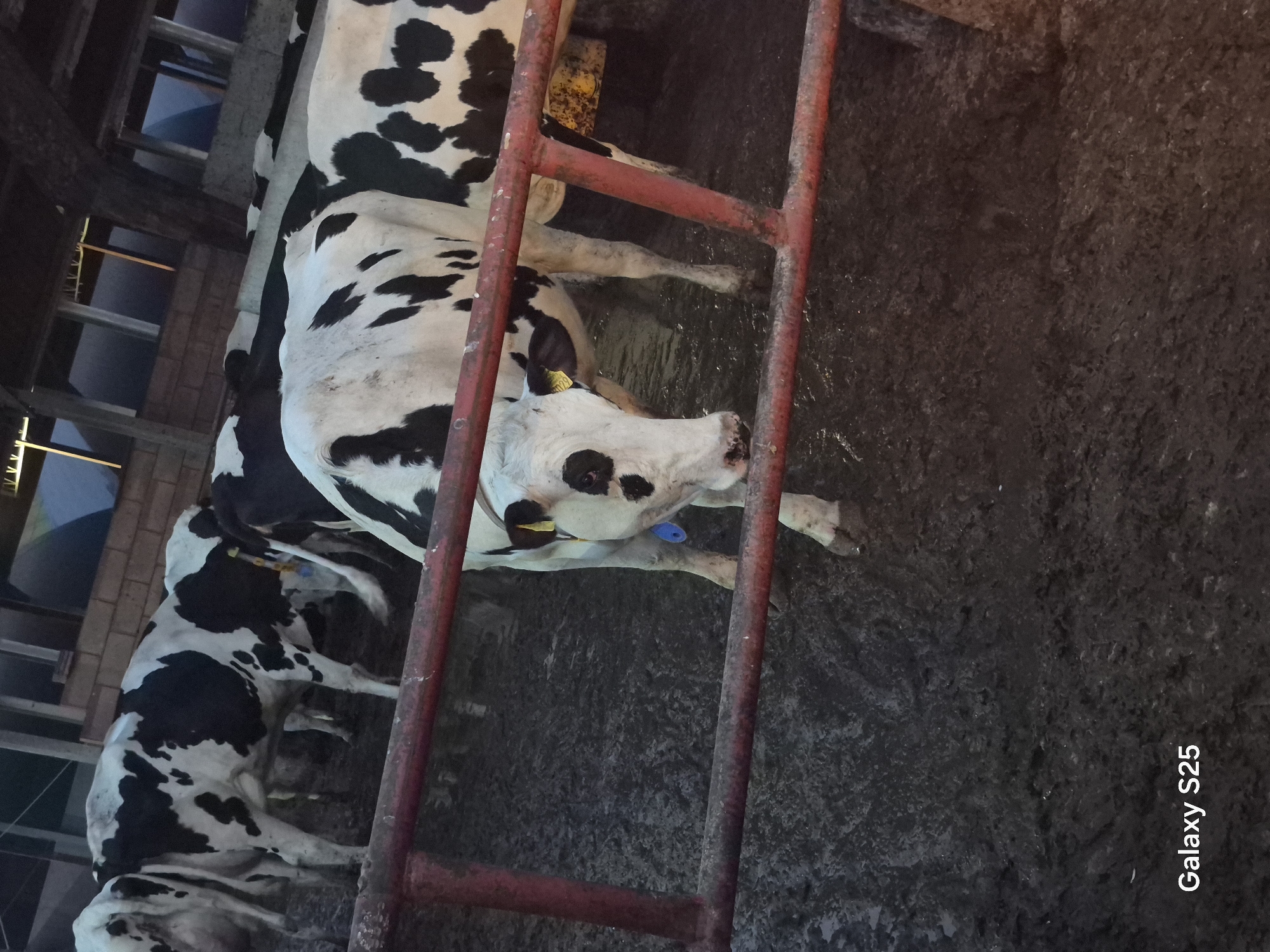 Farm life in rural Pątnów: barn cattle and a quiet back road