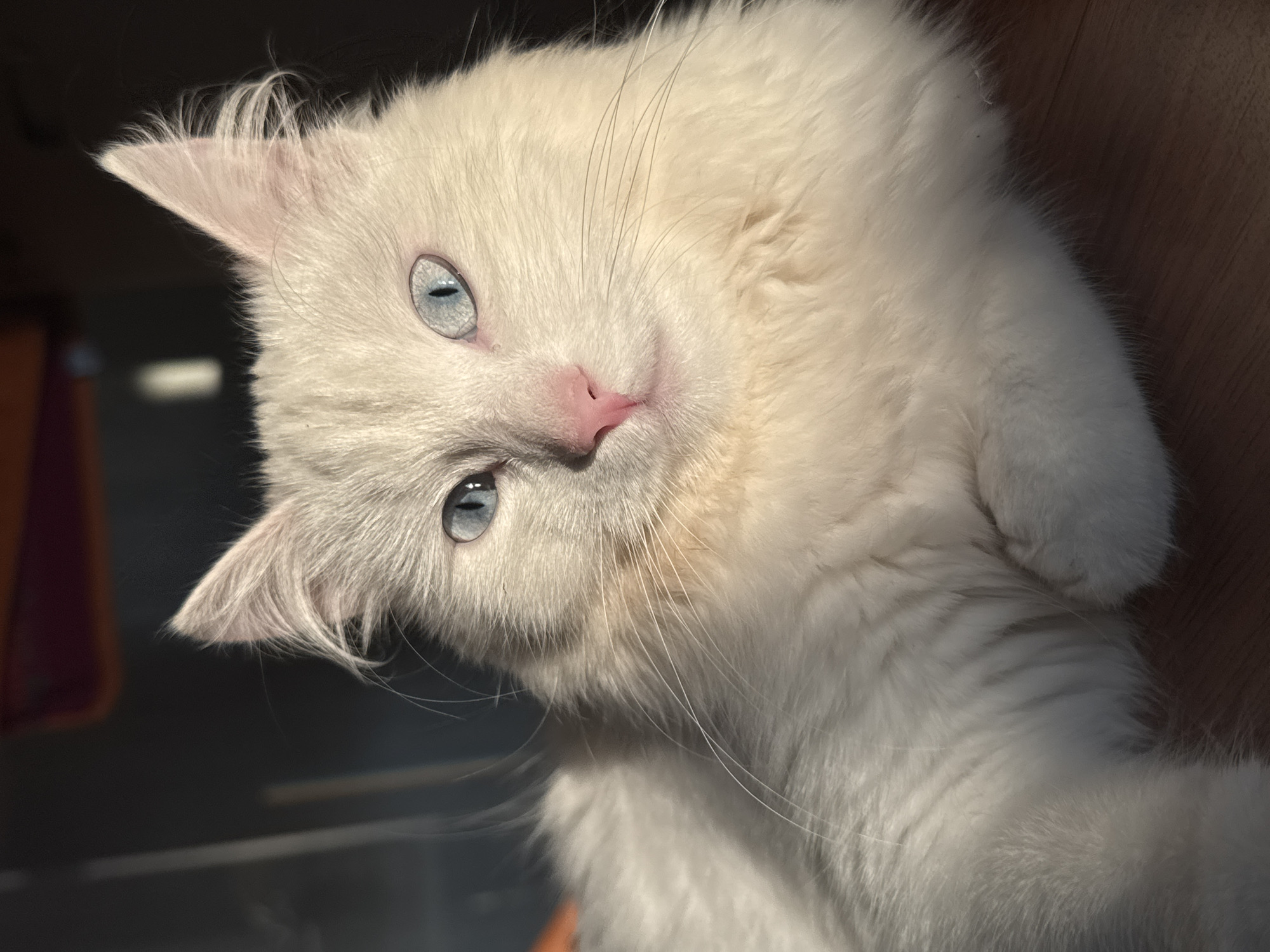 White cat lounging in sunny Russian home
