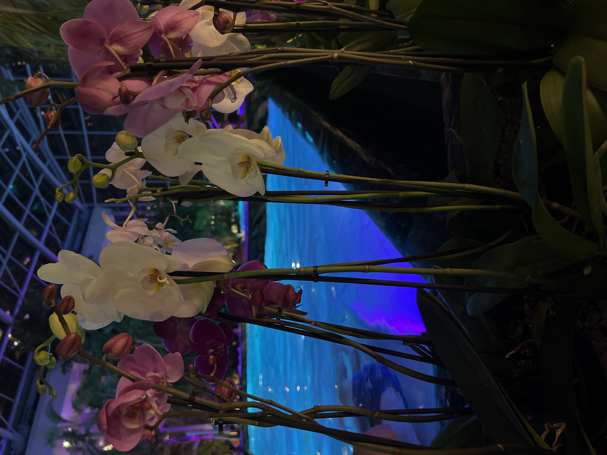 Orchid display with illuminated water feature observed in Săftica