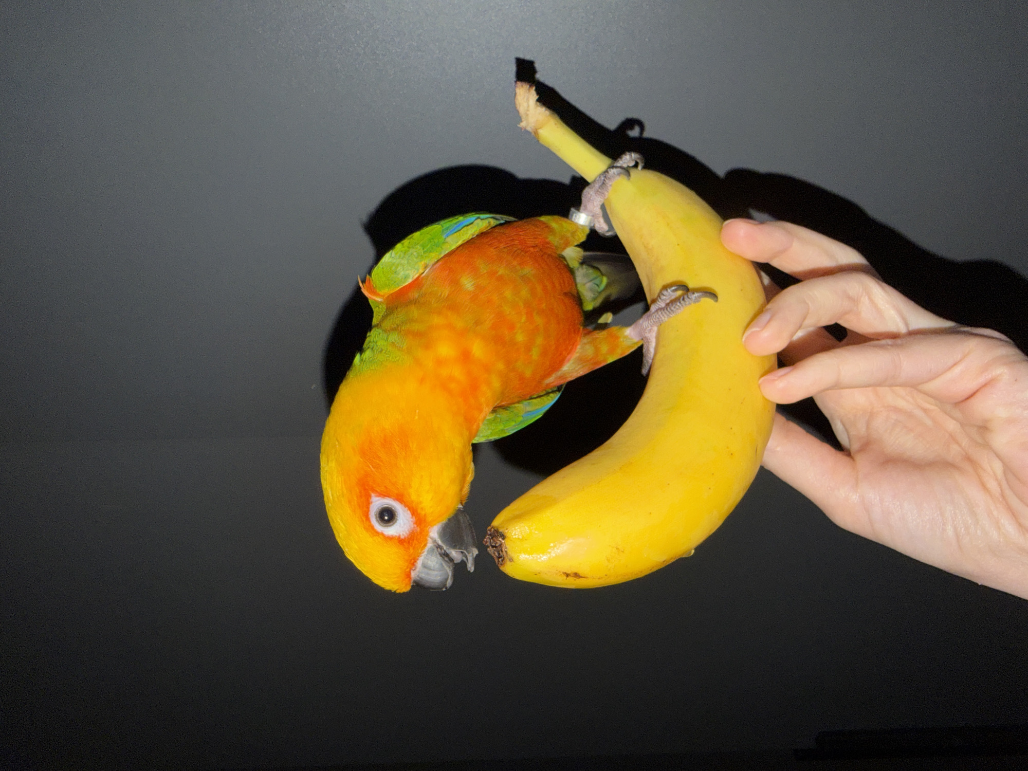 Sun Conure parrot perches on banana in Khimki