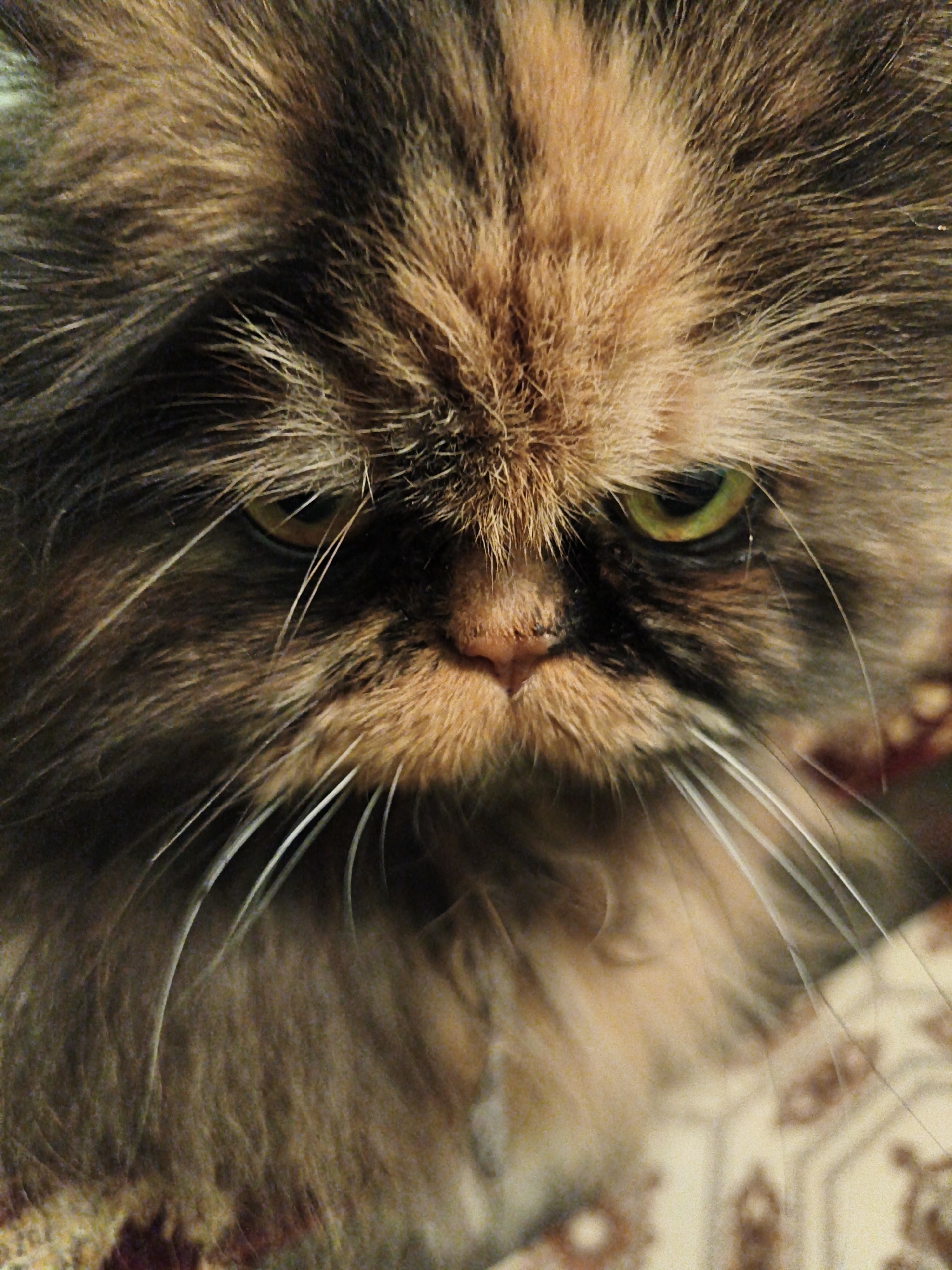 Fluffy cat stares down the camera with striking green-yellow eyes