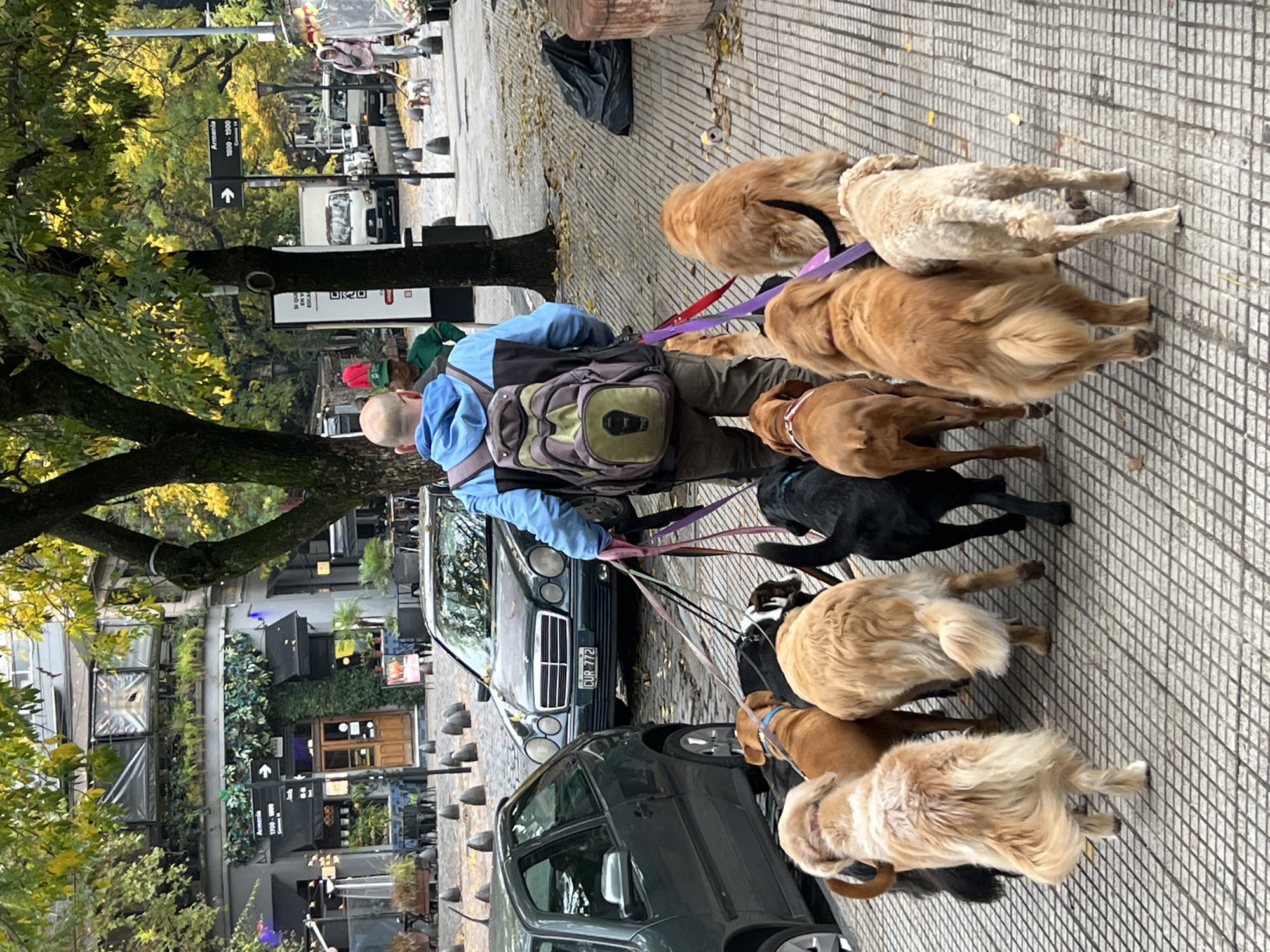Dog walker manages 10 dogs through Buenos Aires streets