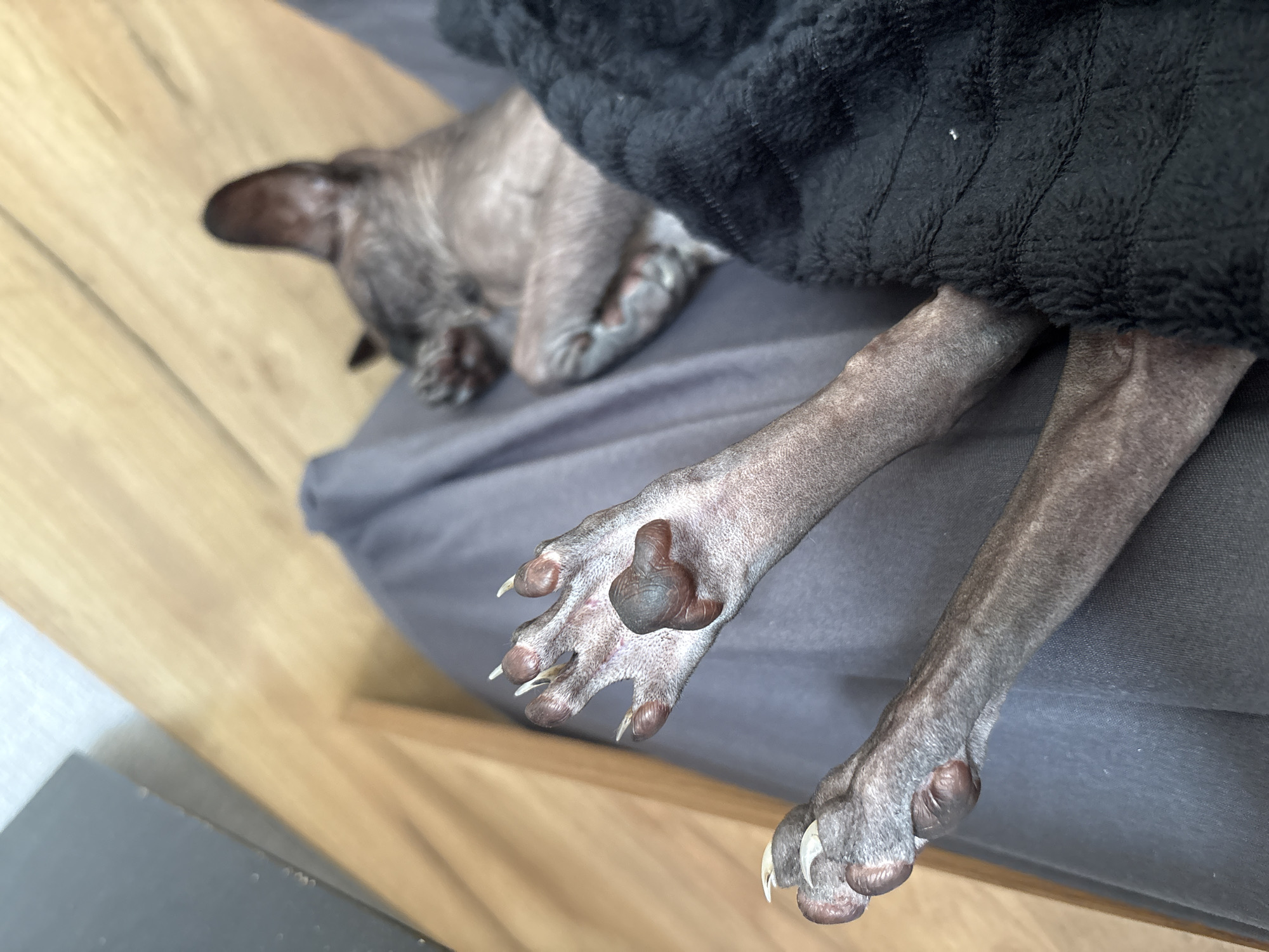 Sphynx cat lounging and being petted at home in Saratov
