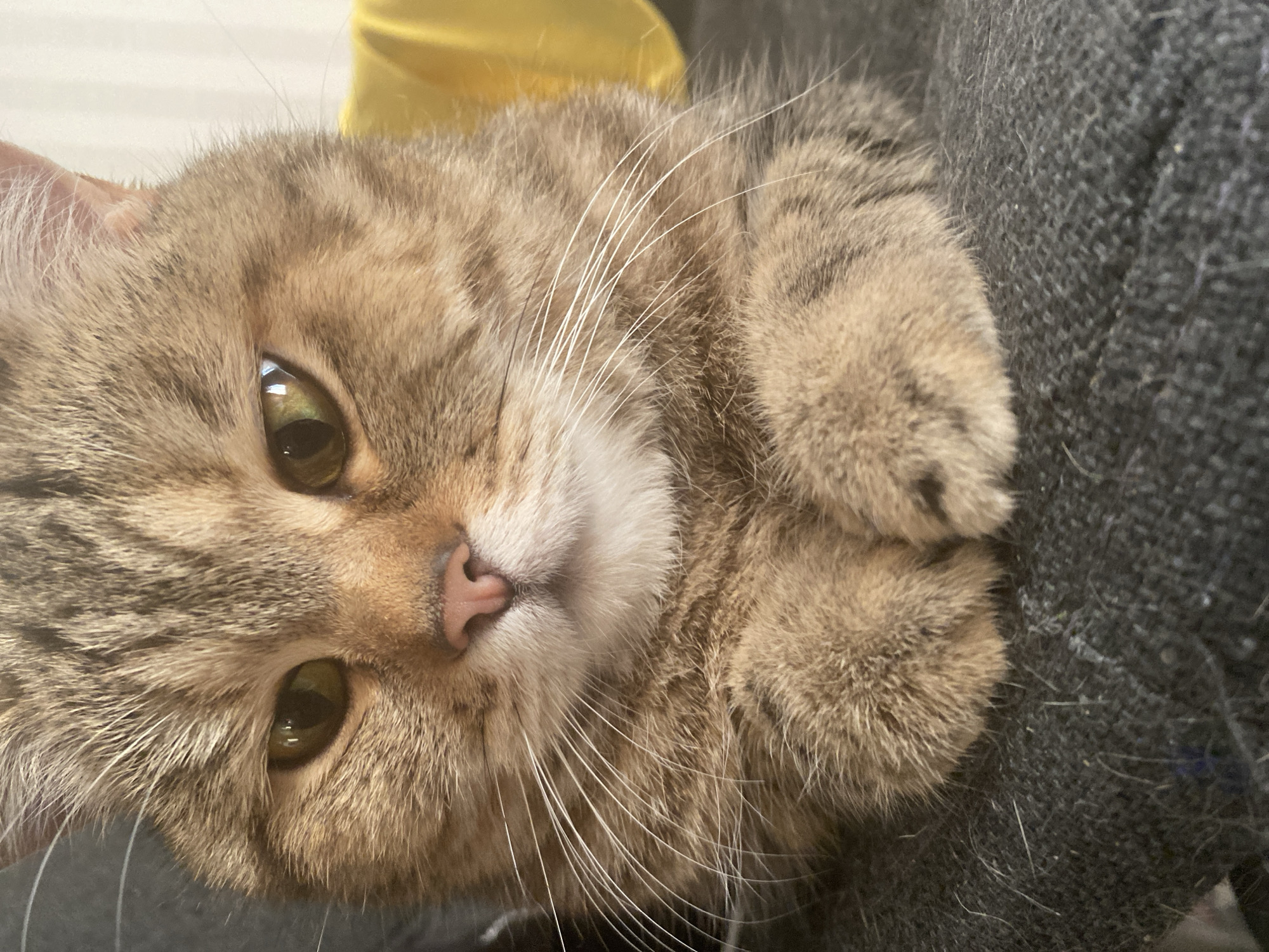Indoor pet photography session with tabby cat and spaniel