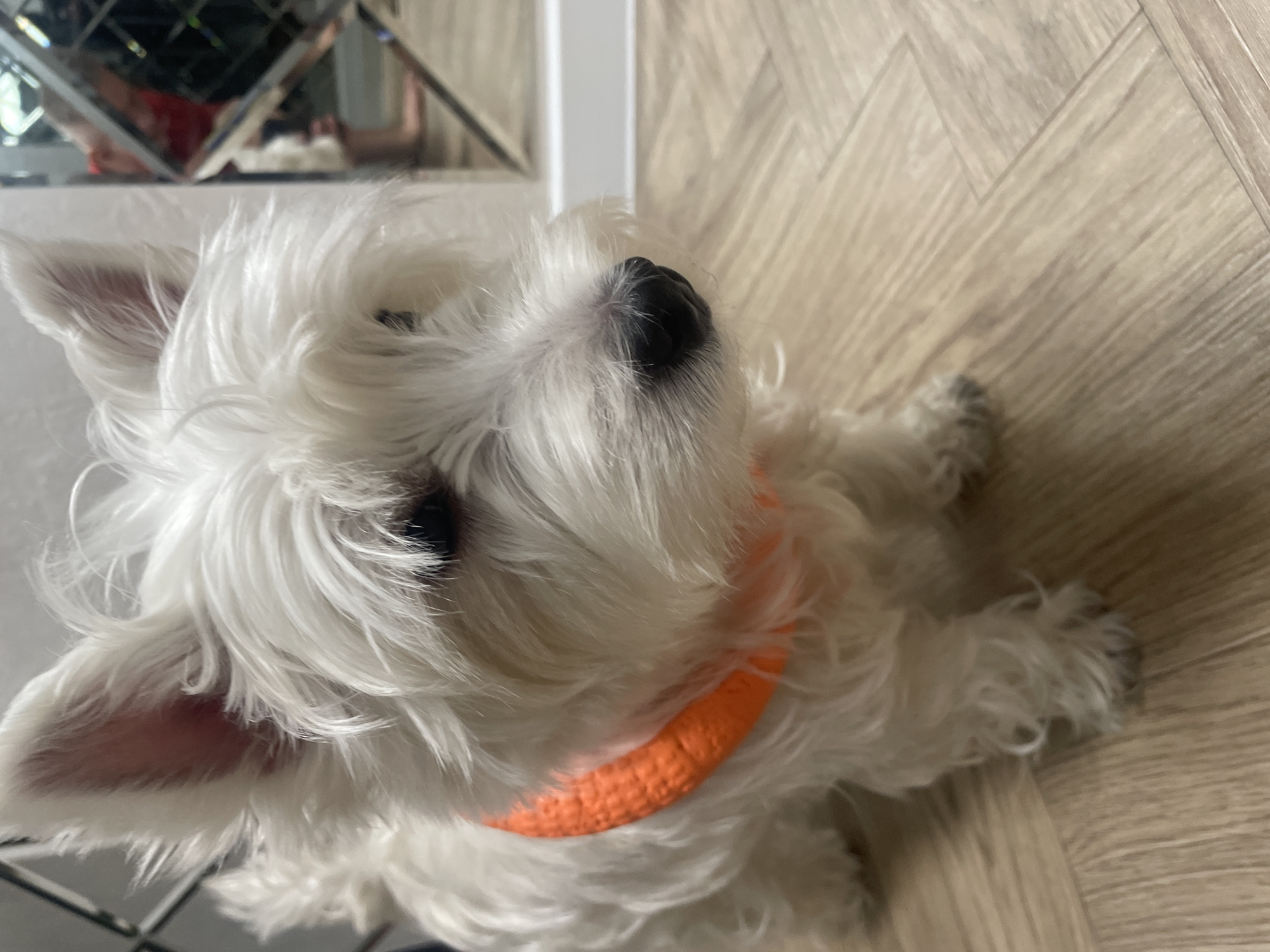 White terrier plays with orange toy in Samara home