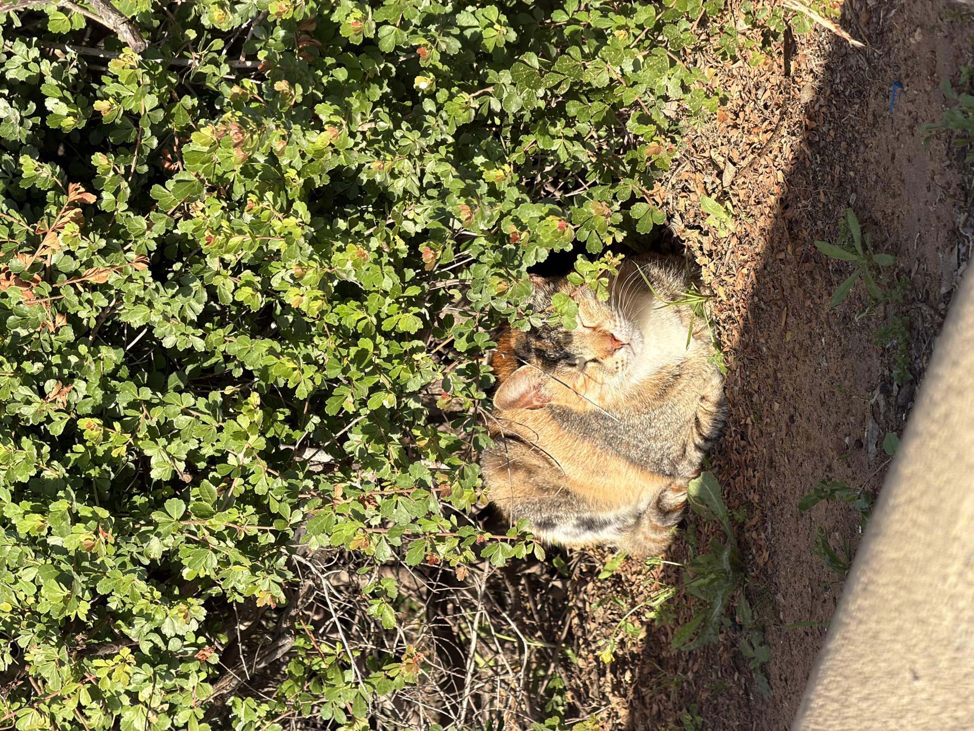 Woman spotted in urban Bat Yam with strawberry containers