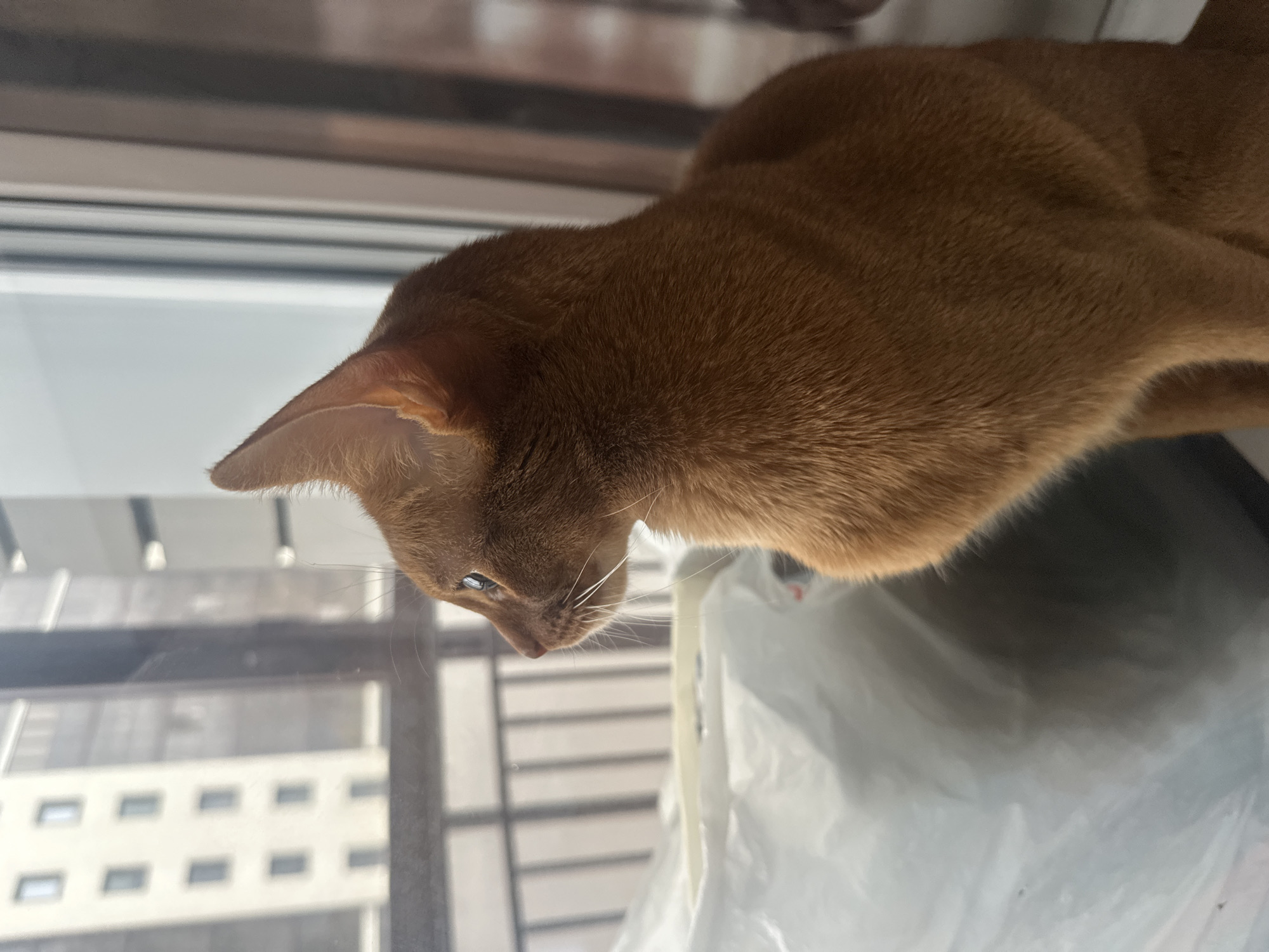 Orange cat interacts with woman in Kazan apartment