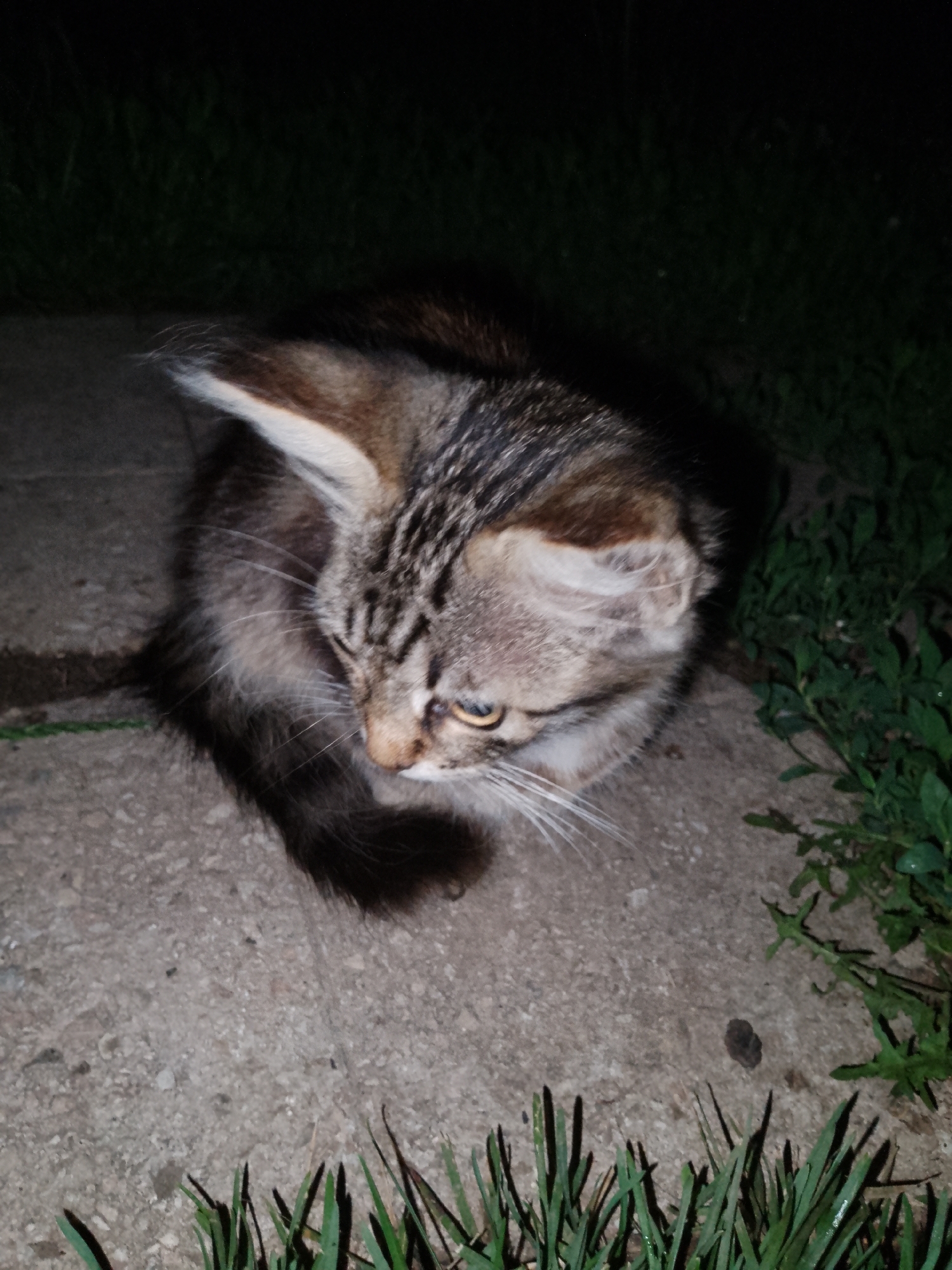 Tabby cats and kittens out on concrete after dark