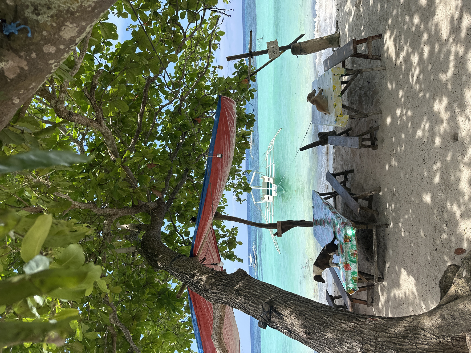 Lazy morning on a Panglao beach with boats and dogs