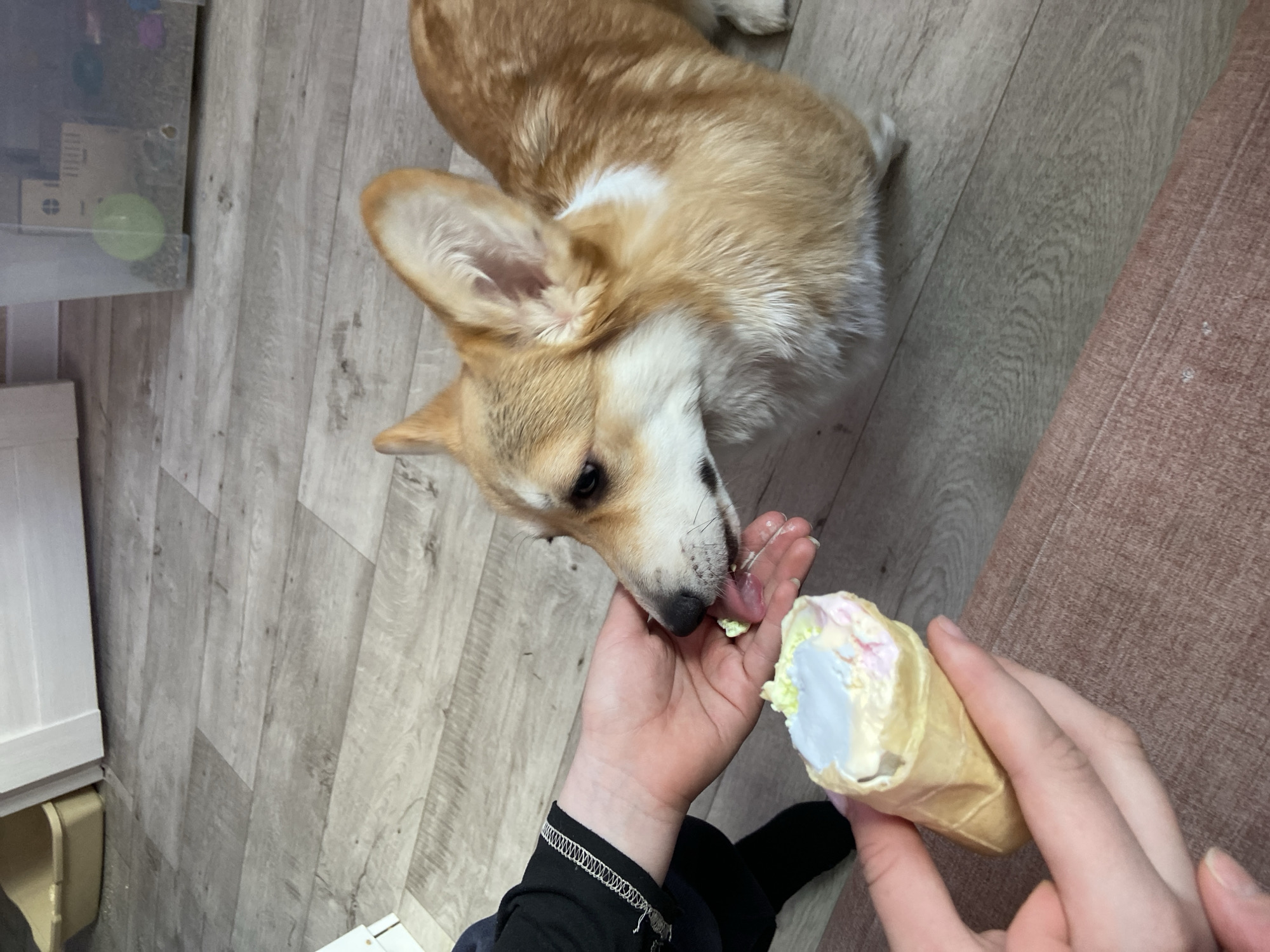 Corgi enjoys hand-fed ice cream treat in Chaikovsky home