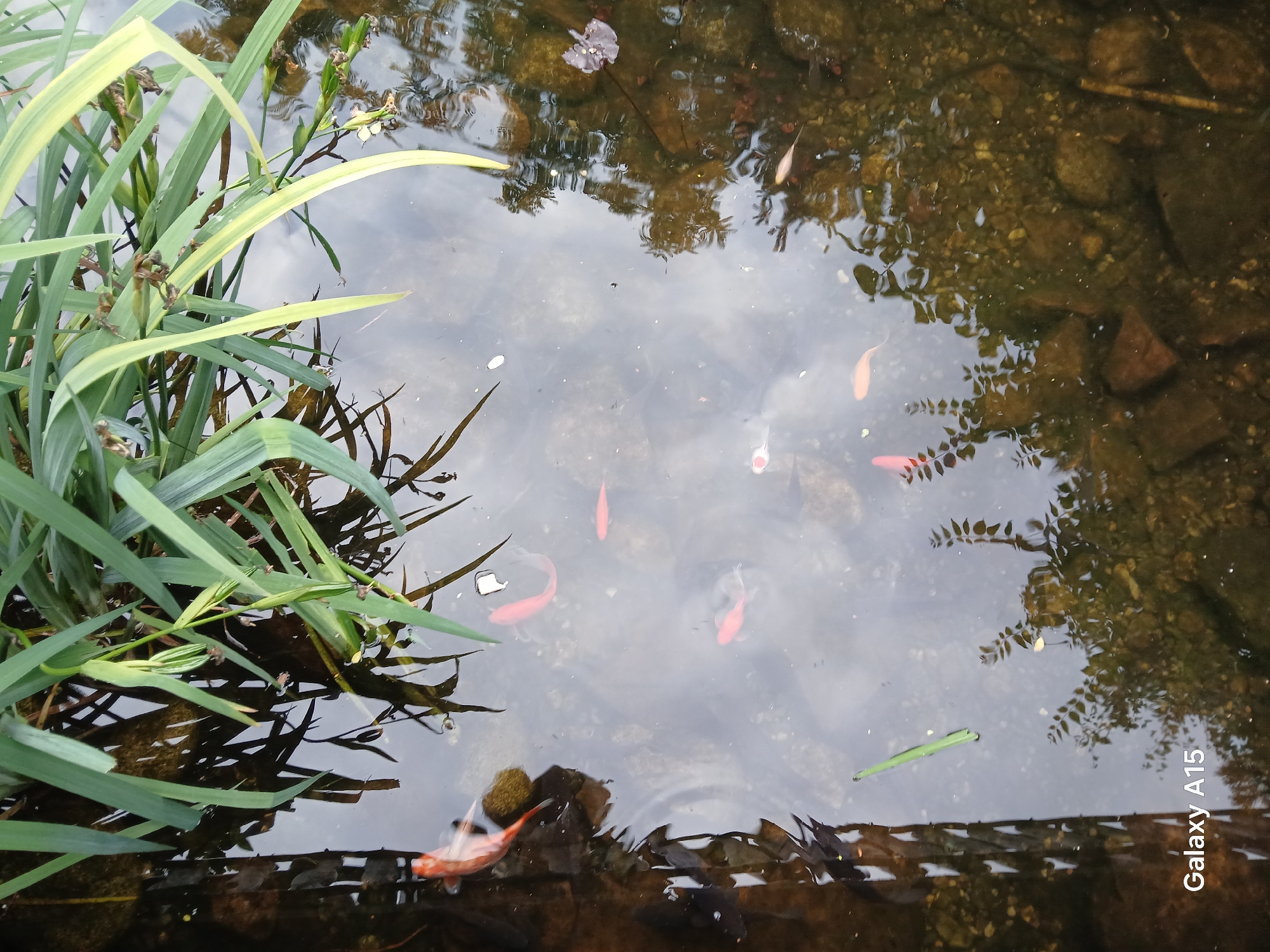 Witness documents garden pond, buildings, flora in Krakow afternoon