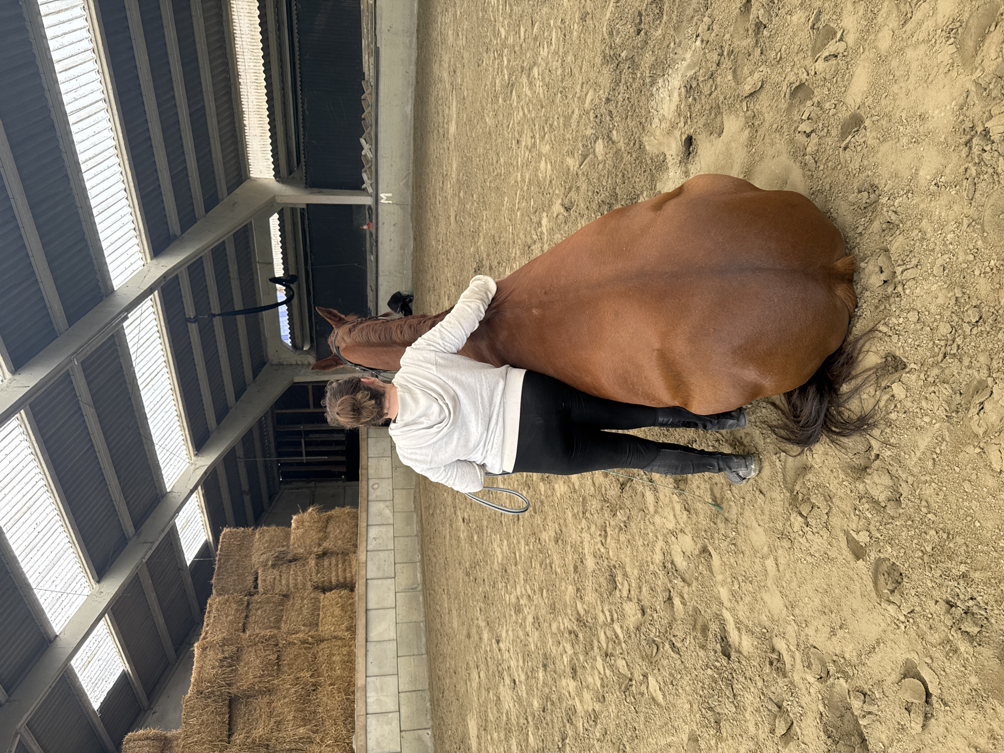 Woman bonds with horses at Belgian equestrian facility