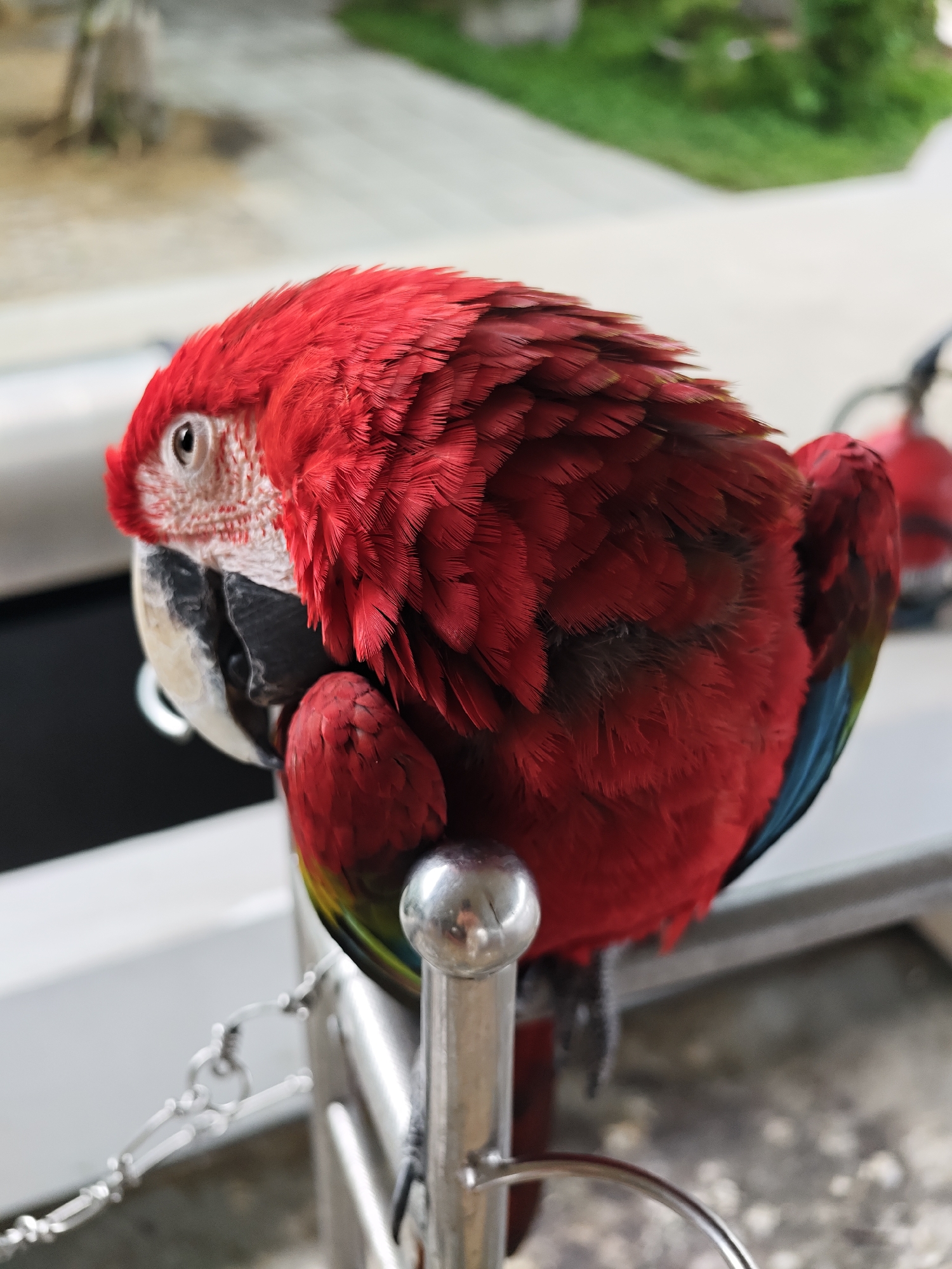 Macaws, koi ponds, and decorated interiors at a Phước Hải venue