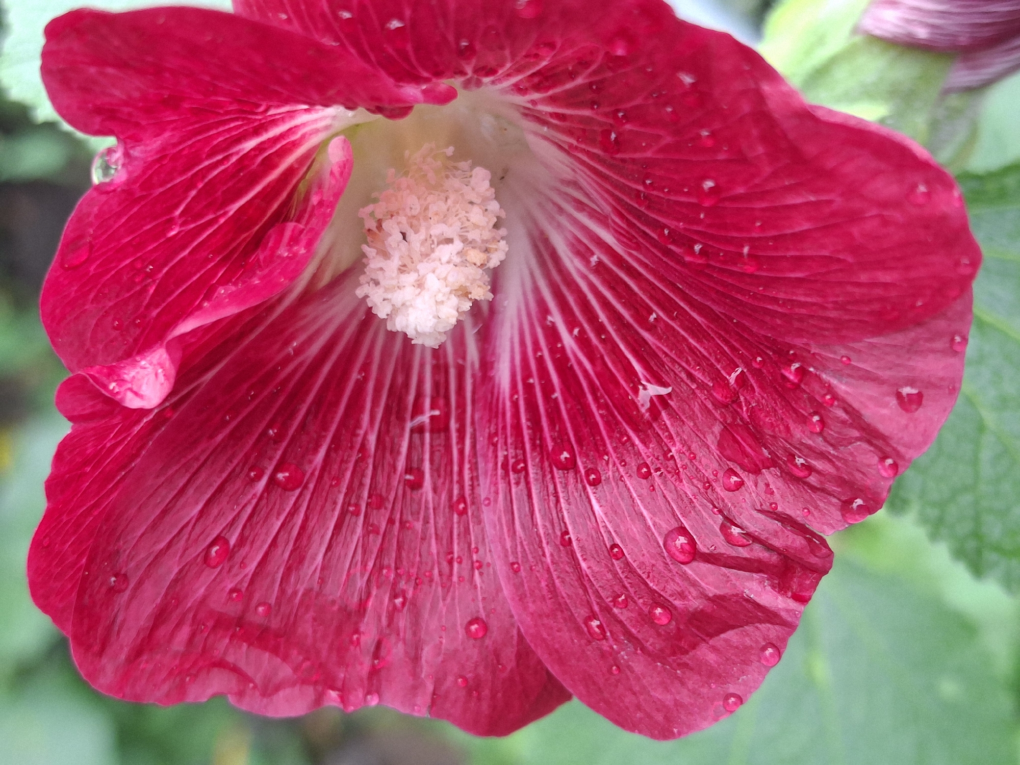 Afternoon in Chaikovsky: selfies, wet flowers, and outdoor sculpture