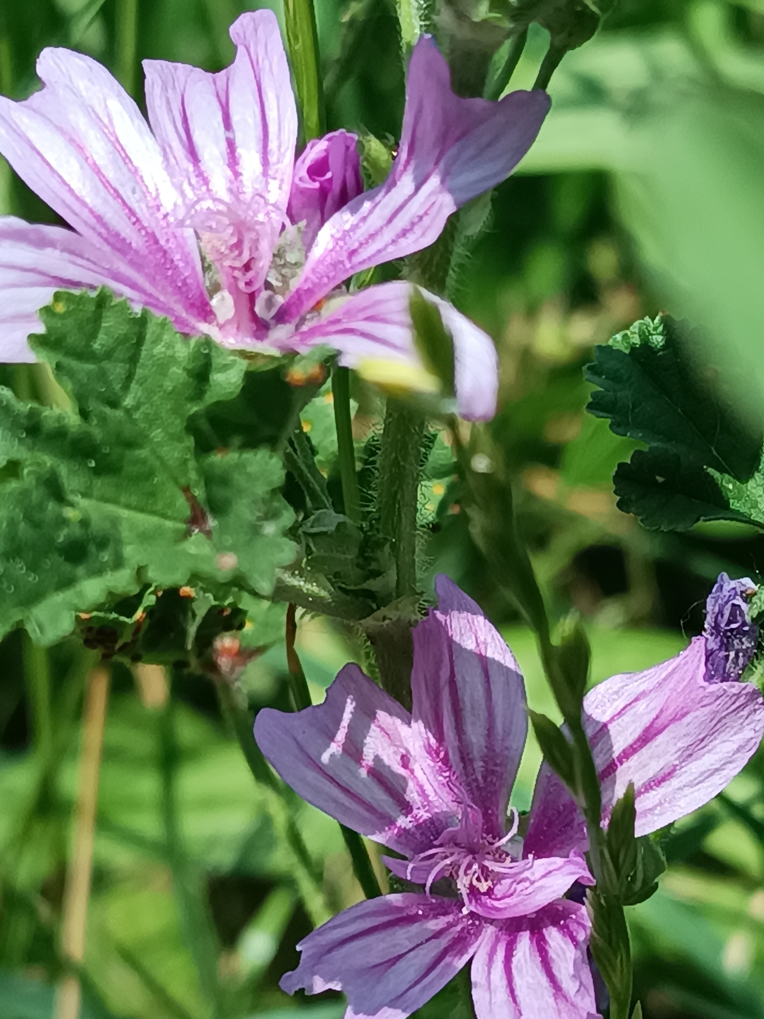 Morning scenes documented across Boretto, Italy including cafe, dog, flowers