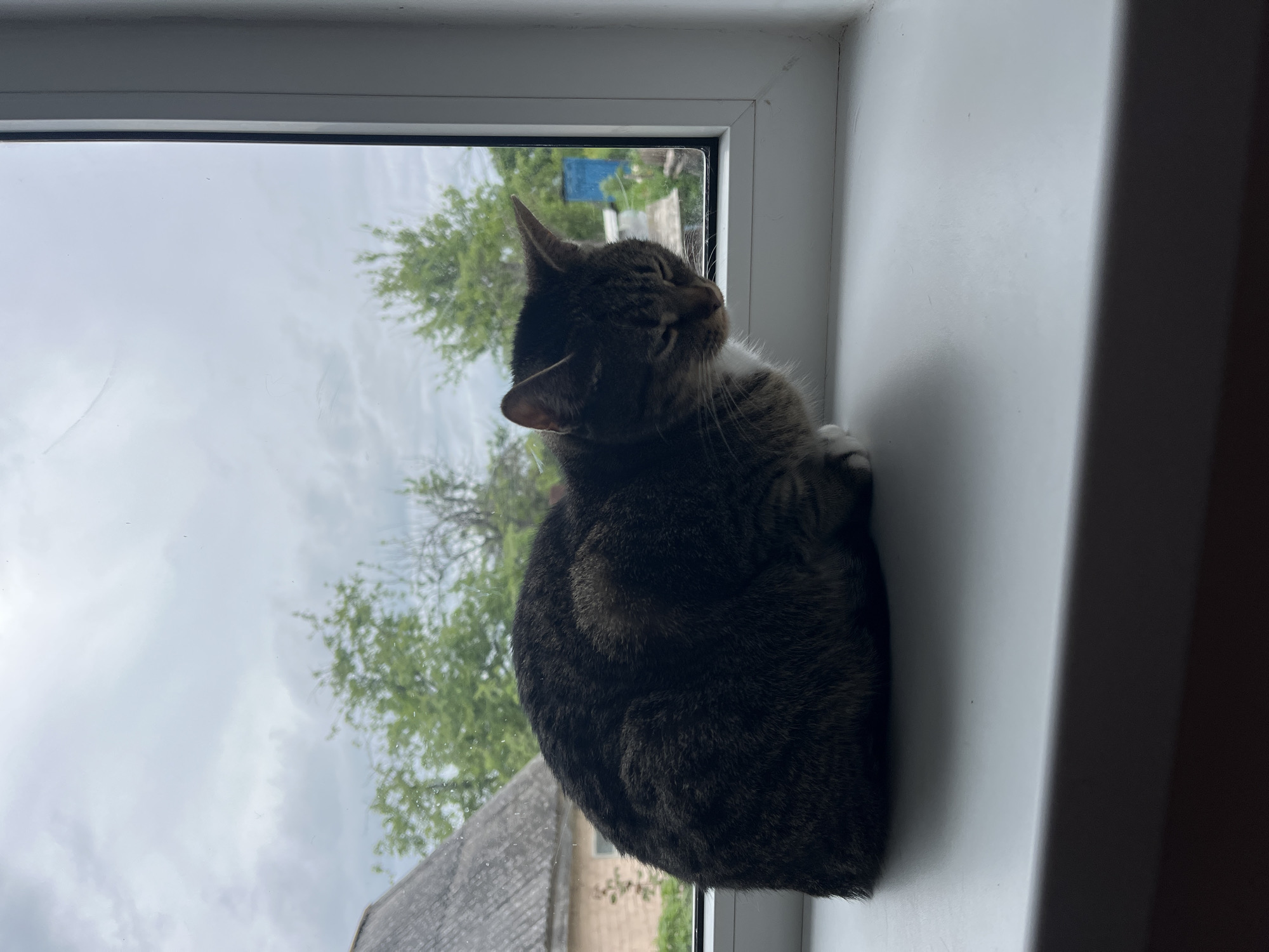 Cat rests on windowsill during quiet afternoon indoors