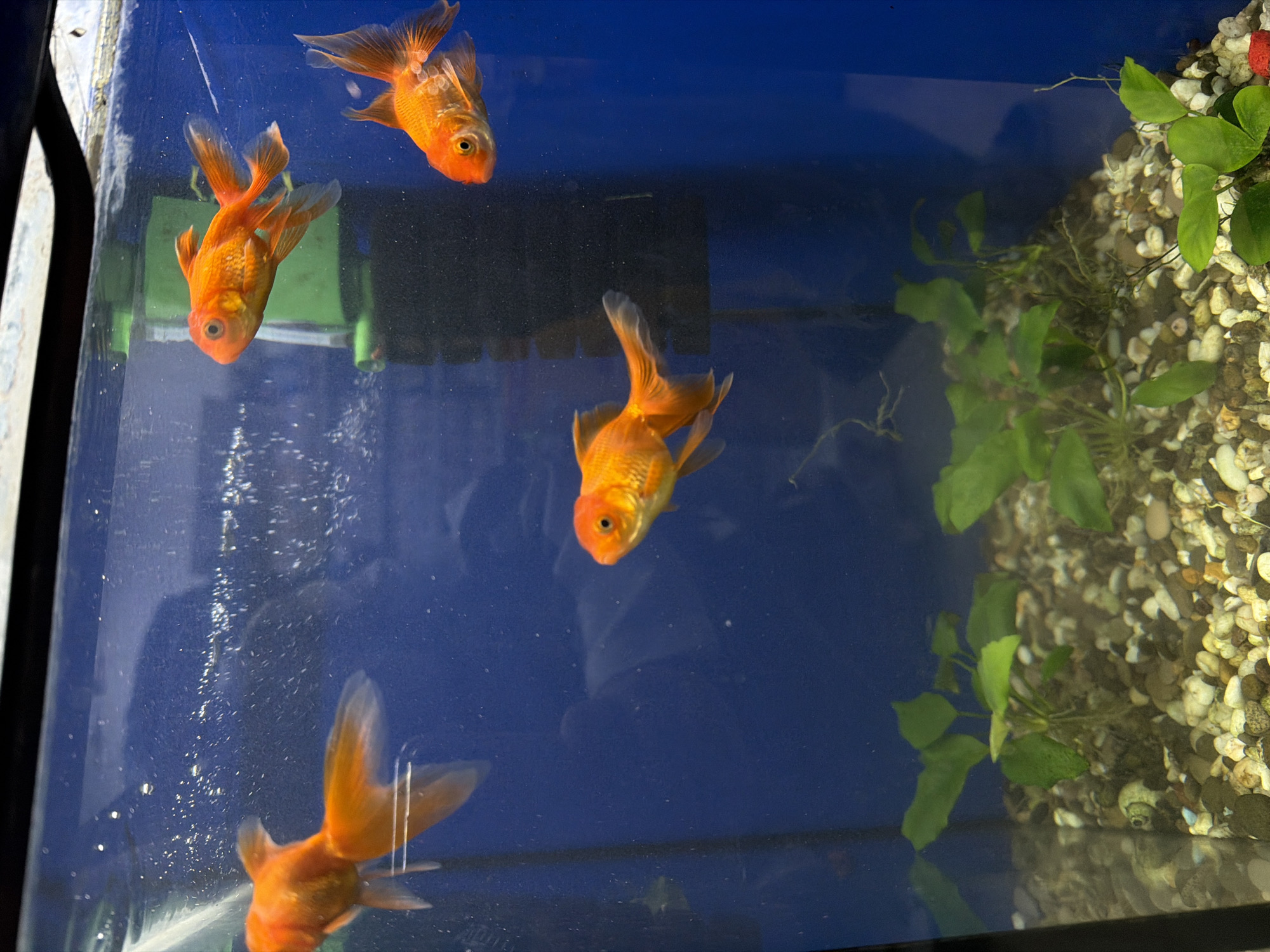 Home aquariums, caged birds, and sleeping hamsters in Mahilyow