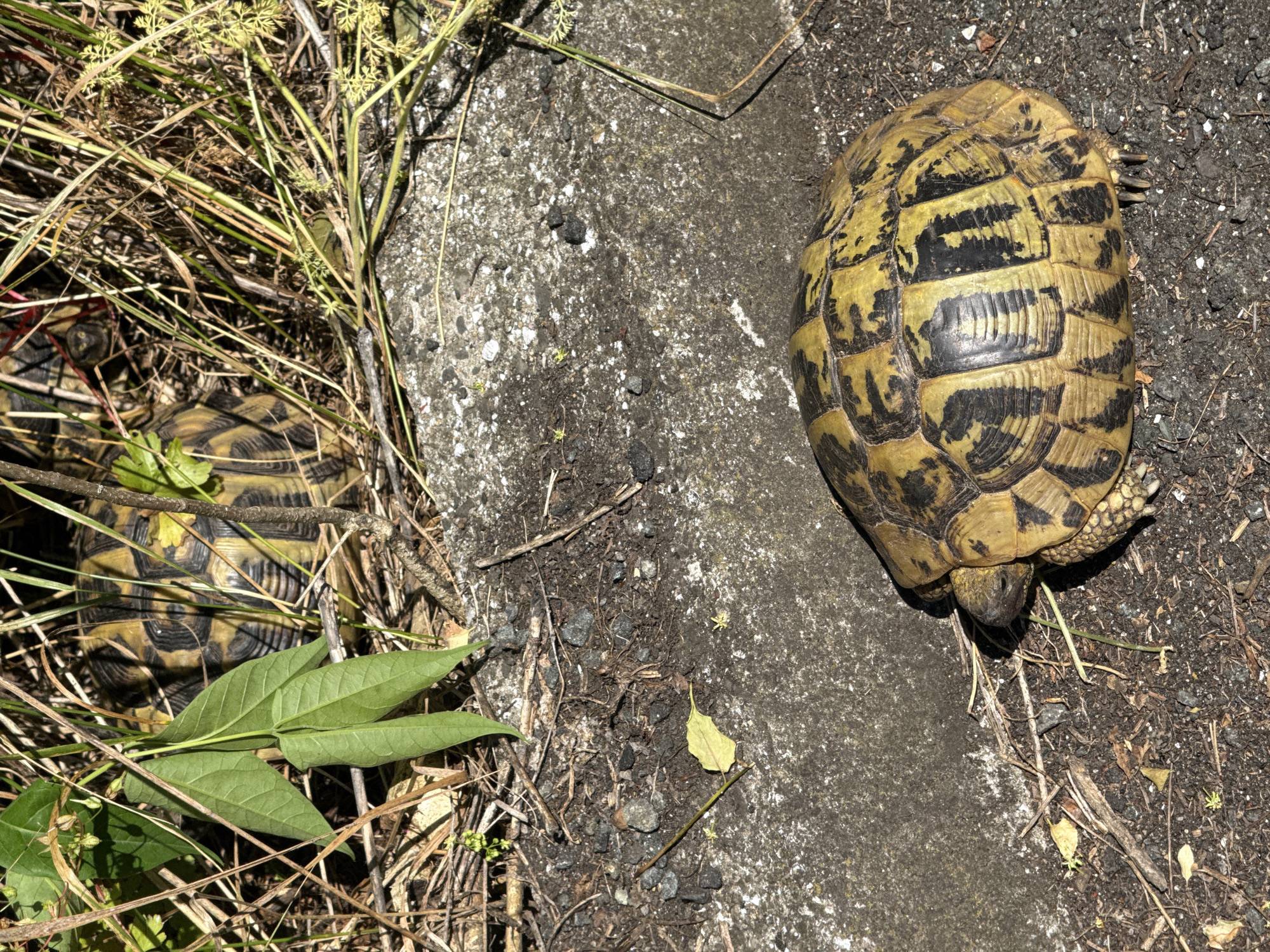 Mediterranean tortoises spotted moving through urban Burgas streets