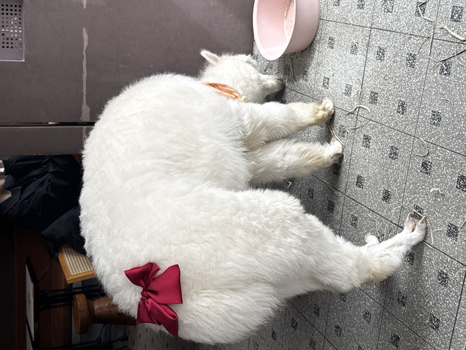 Early morning activity captured at Shanghai animal cafe