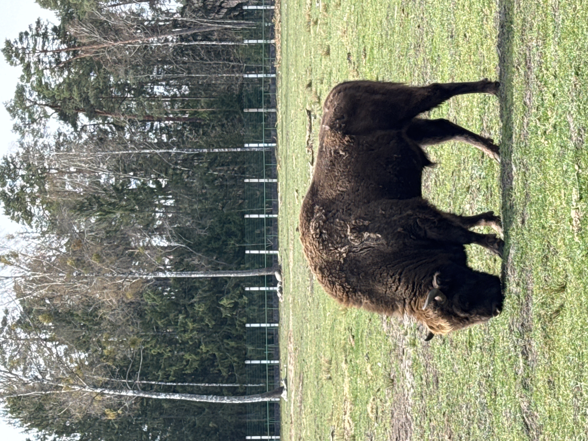 European bison, wild boars spotted in Belarus countryside