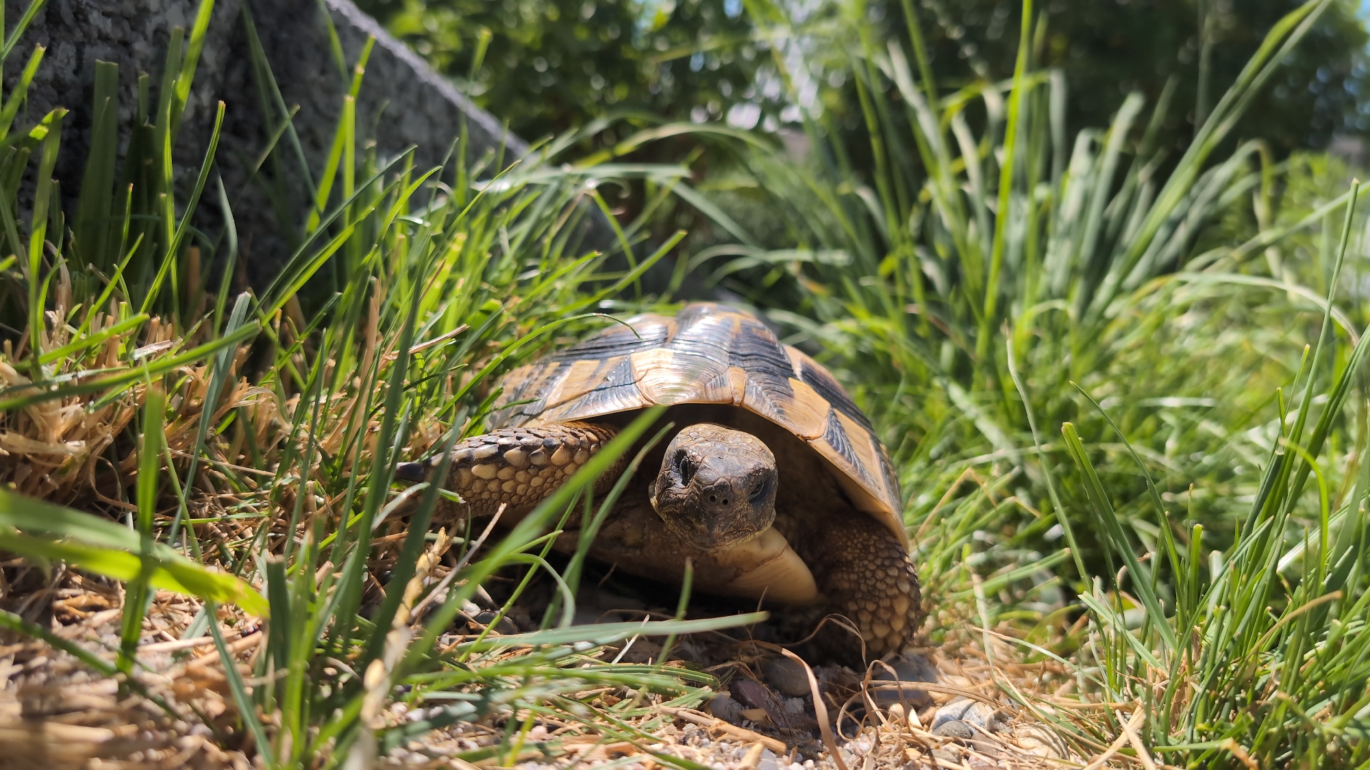 Tortoise roaming a garden in Wimsheim on a summer morning