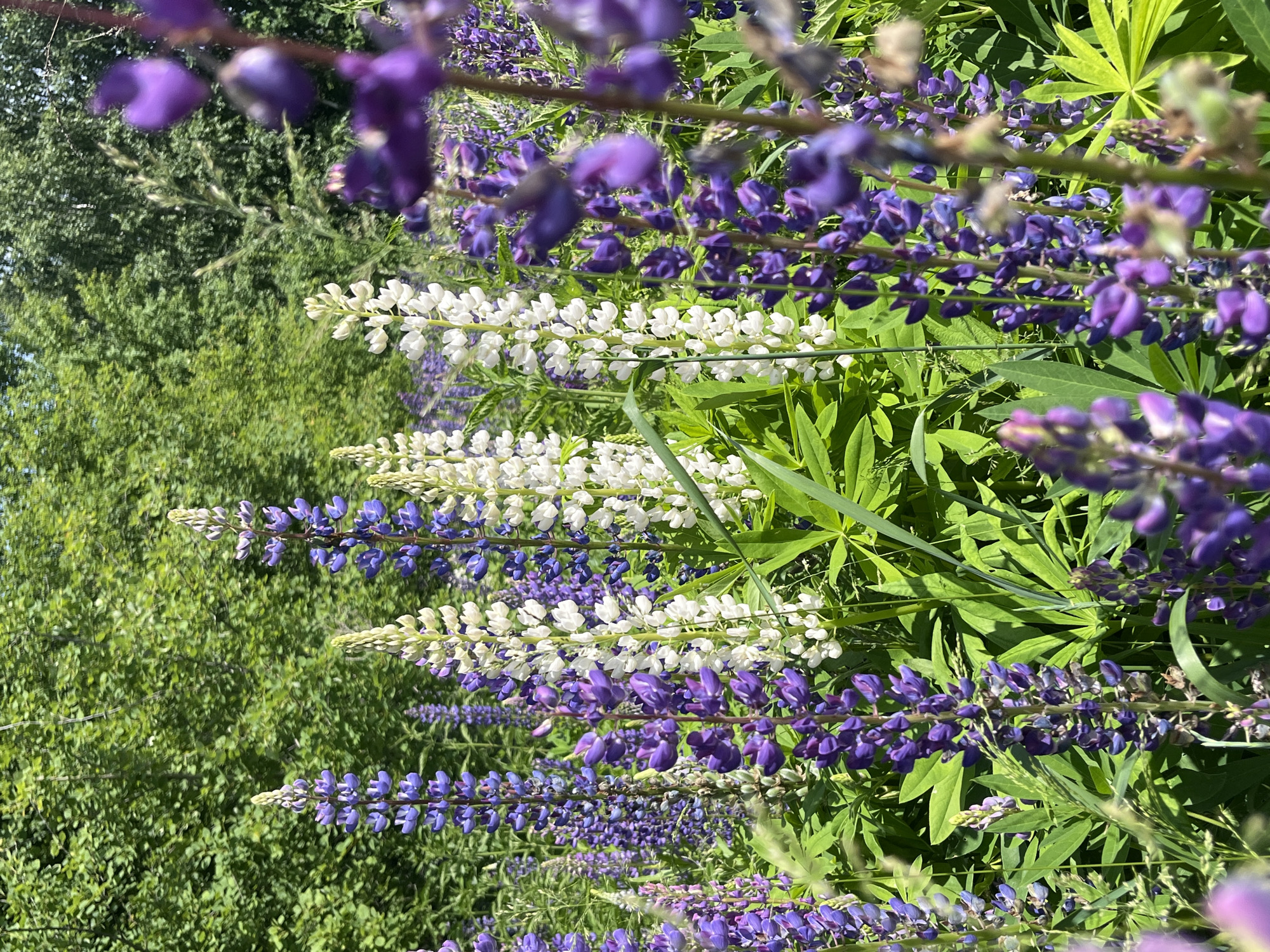 Purple lupine flowers bloom in Russian meadow