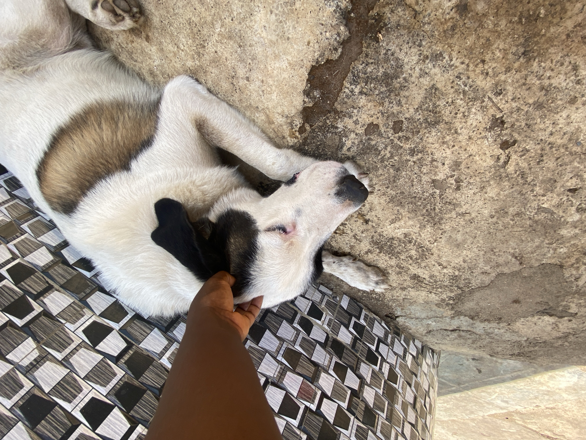 Pets play and rest outdoors in Maigizo, Nigeria