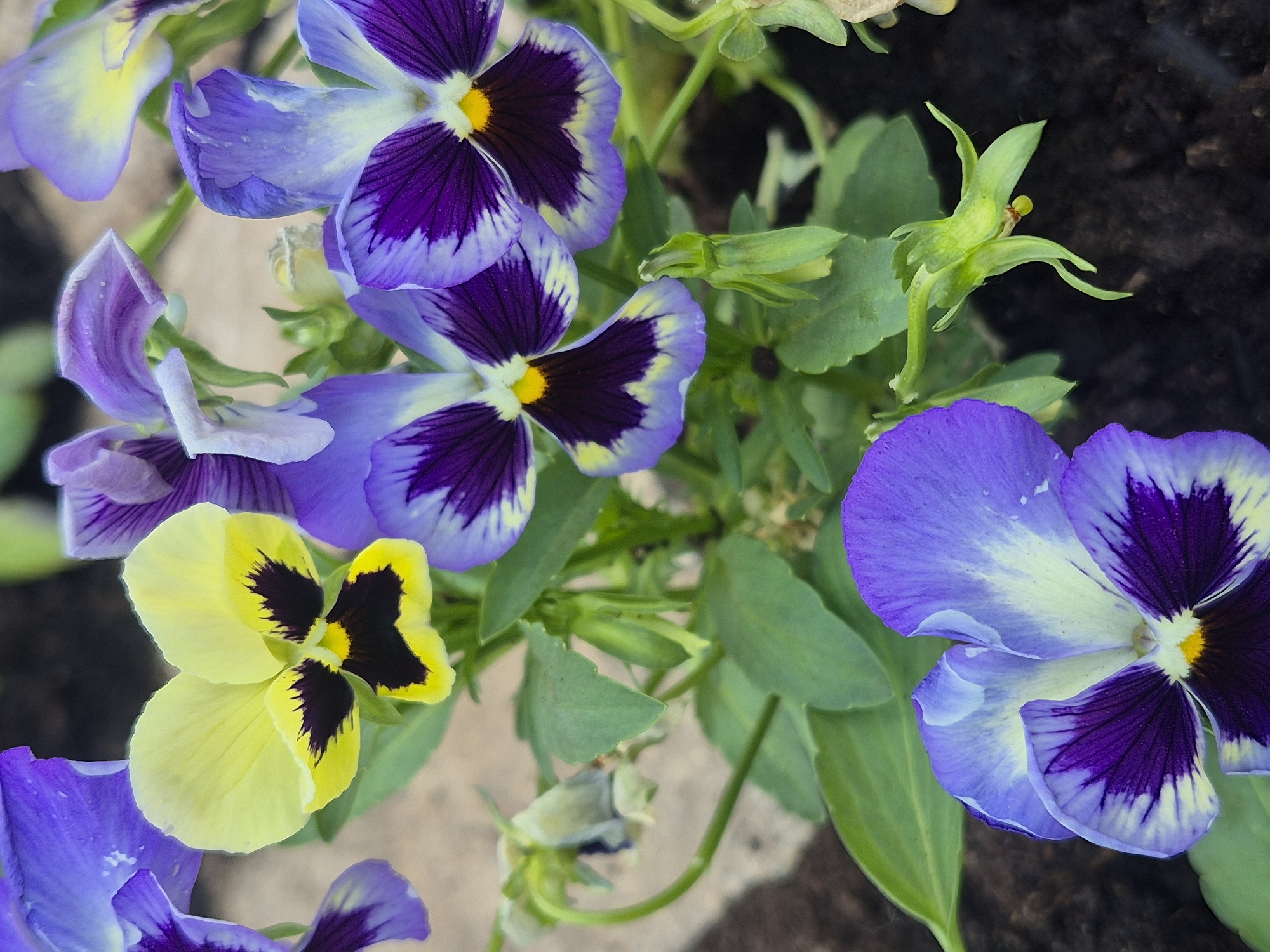 Garden flowers and plants documented in Chaikovsky, Russia