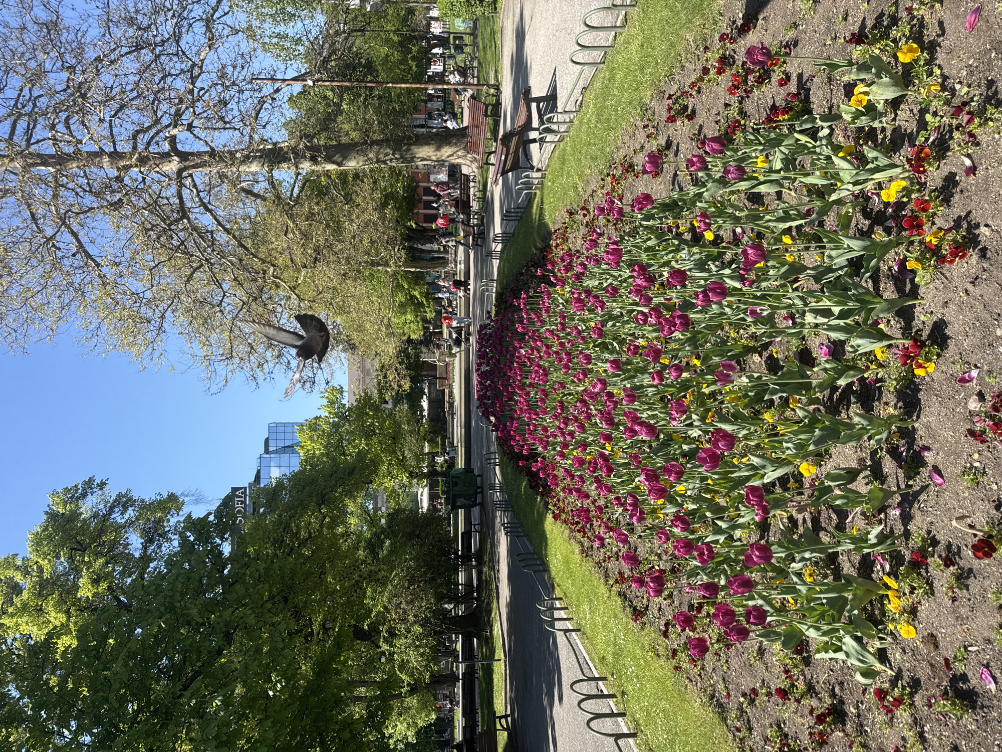 Morning scenes from Sofia captured during 10-minute urban walk