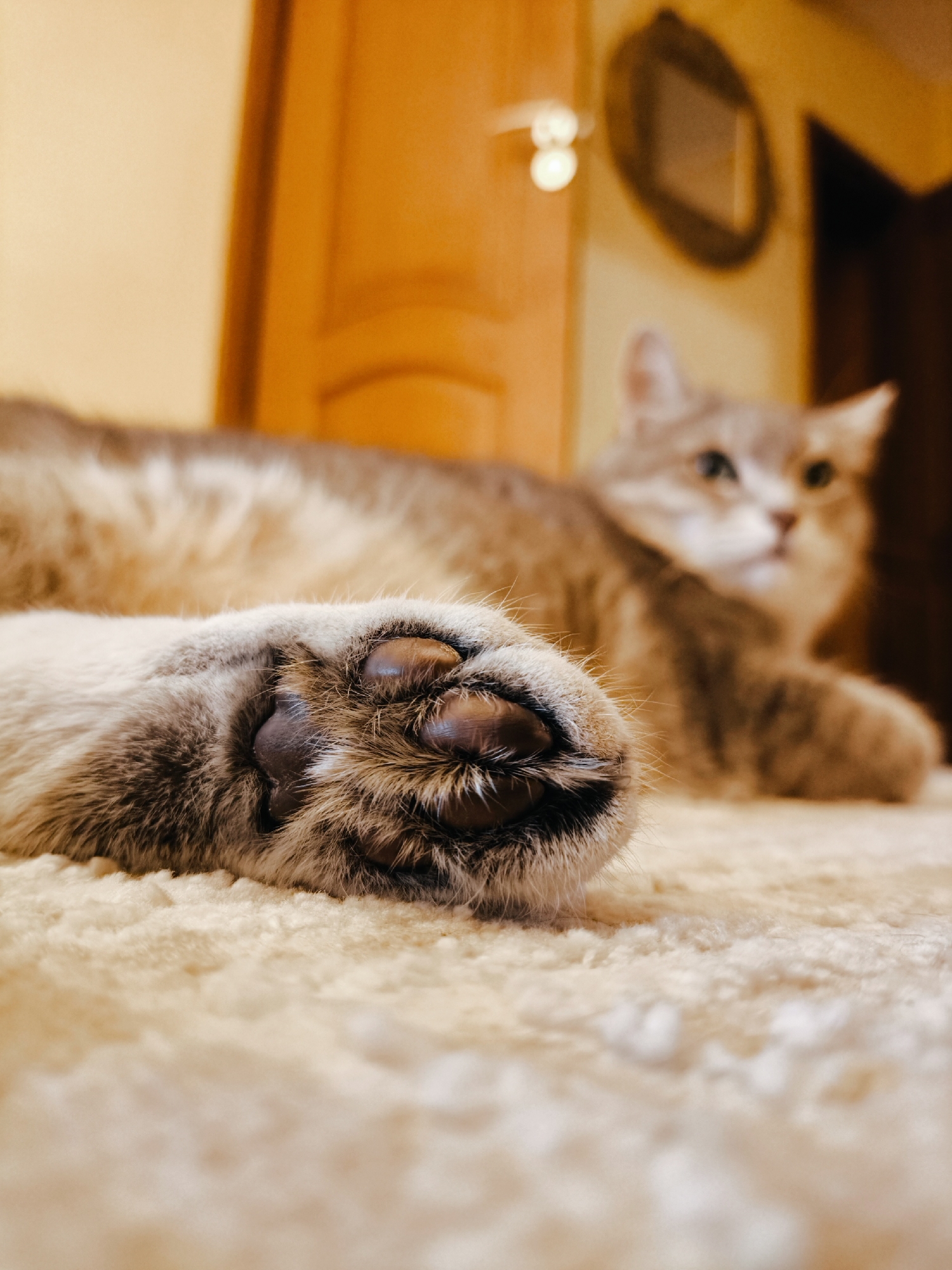Gray tabby cat naps and lounges across an afternoon at home