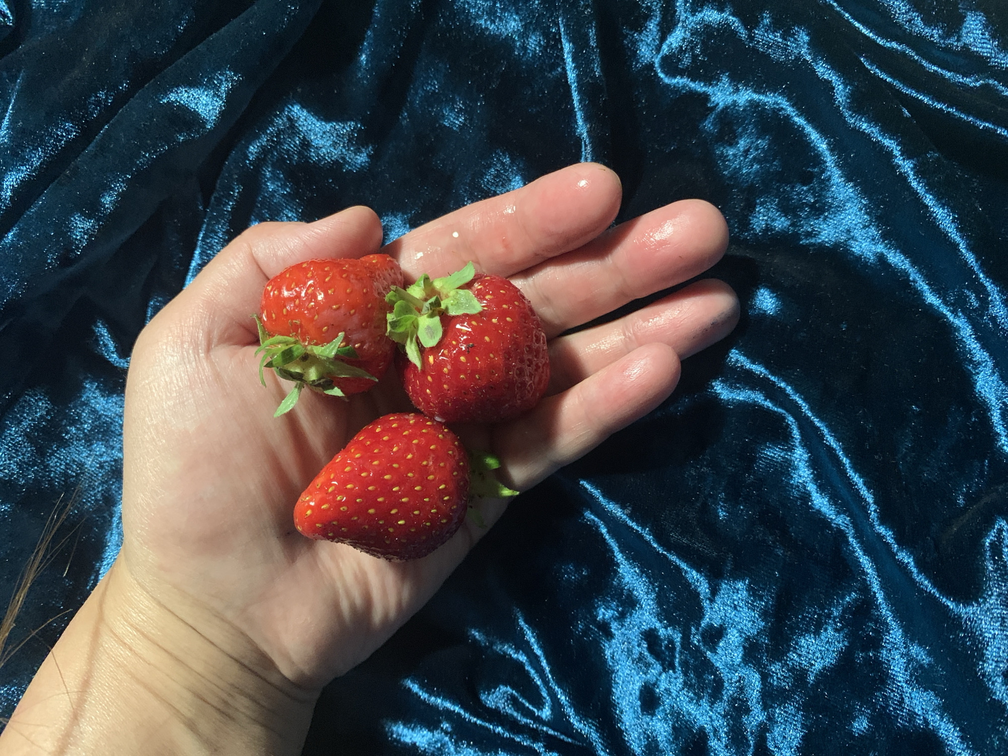 Spring garden moments: strawberries, peonies captured during rainy afternoon