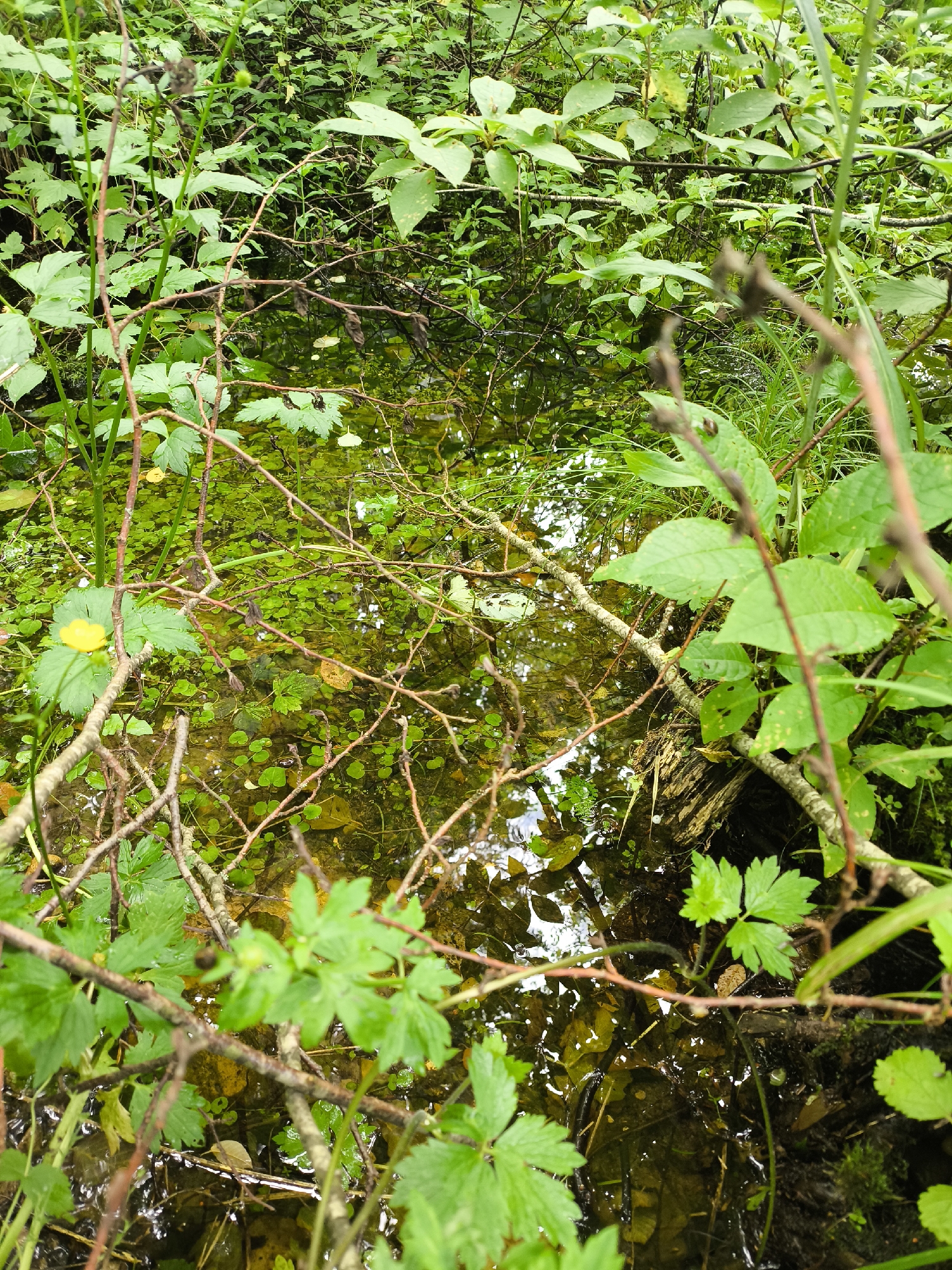 Forest walk with fungi, fallen logs, and fresh-cut timber