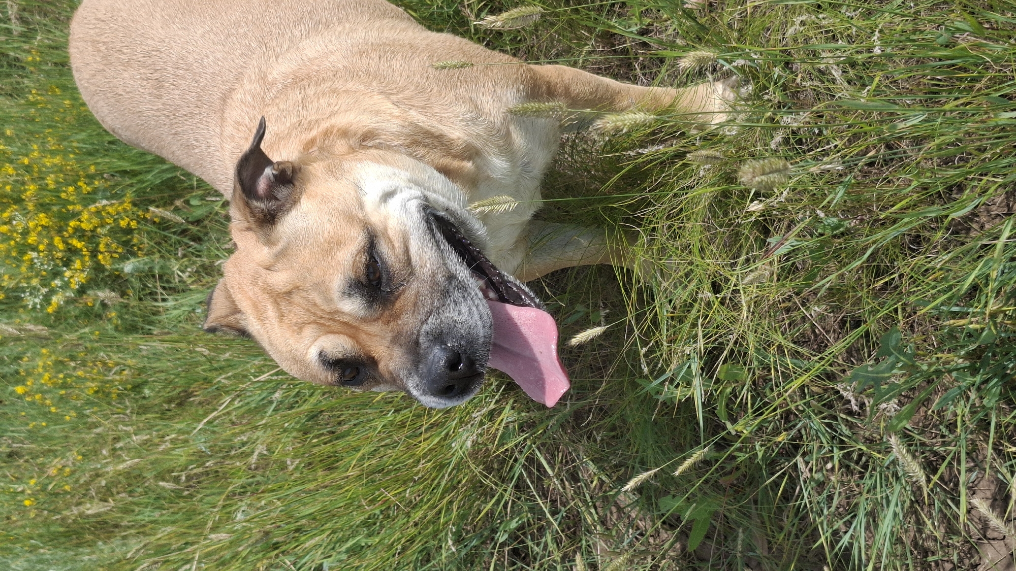 Dog exploring a wildflower meadow on a summer morning