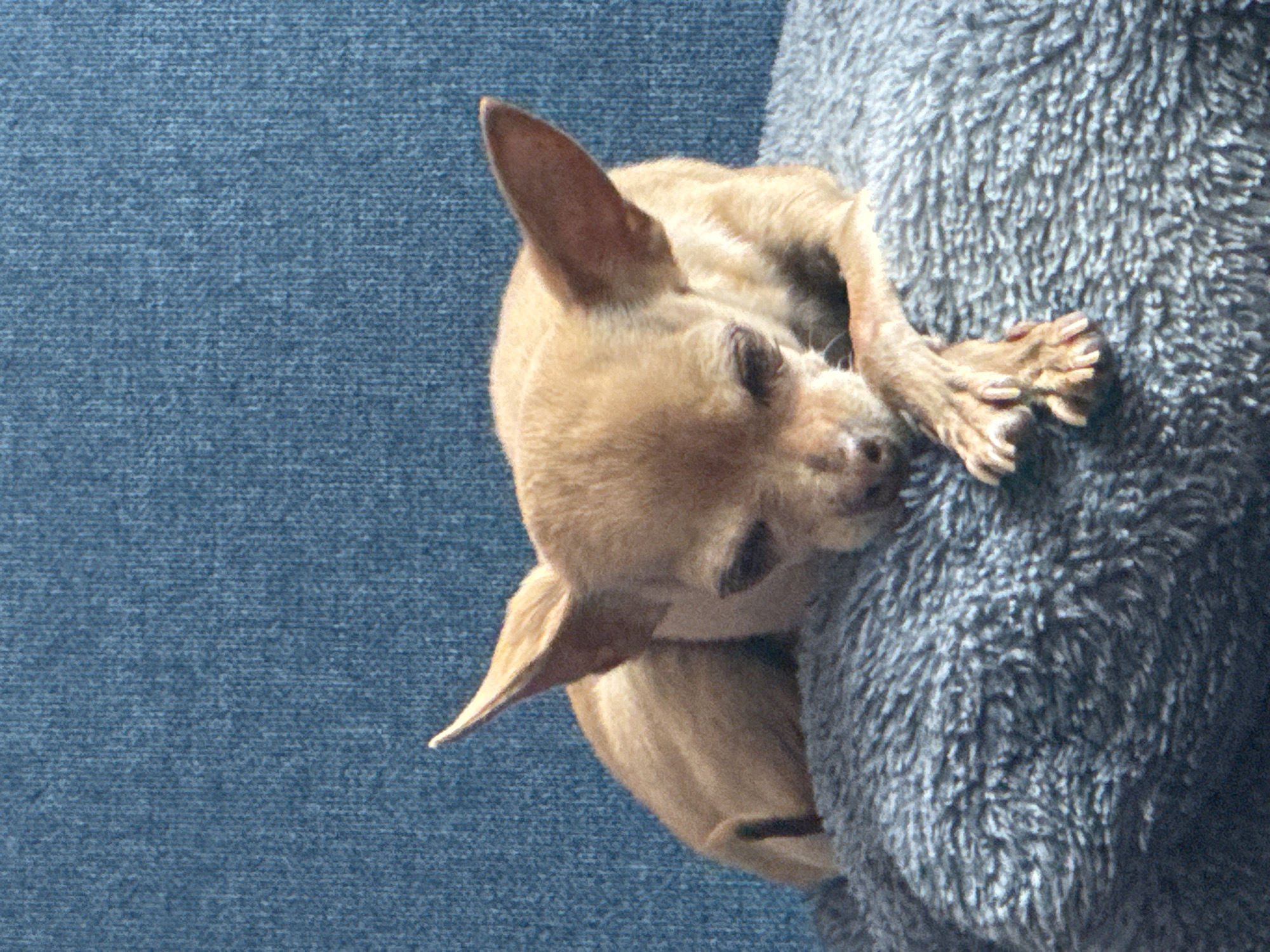 Small dogs rest on blue furniture in Mexican home