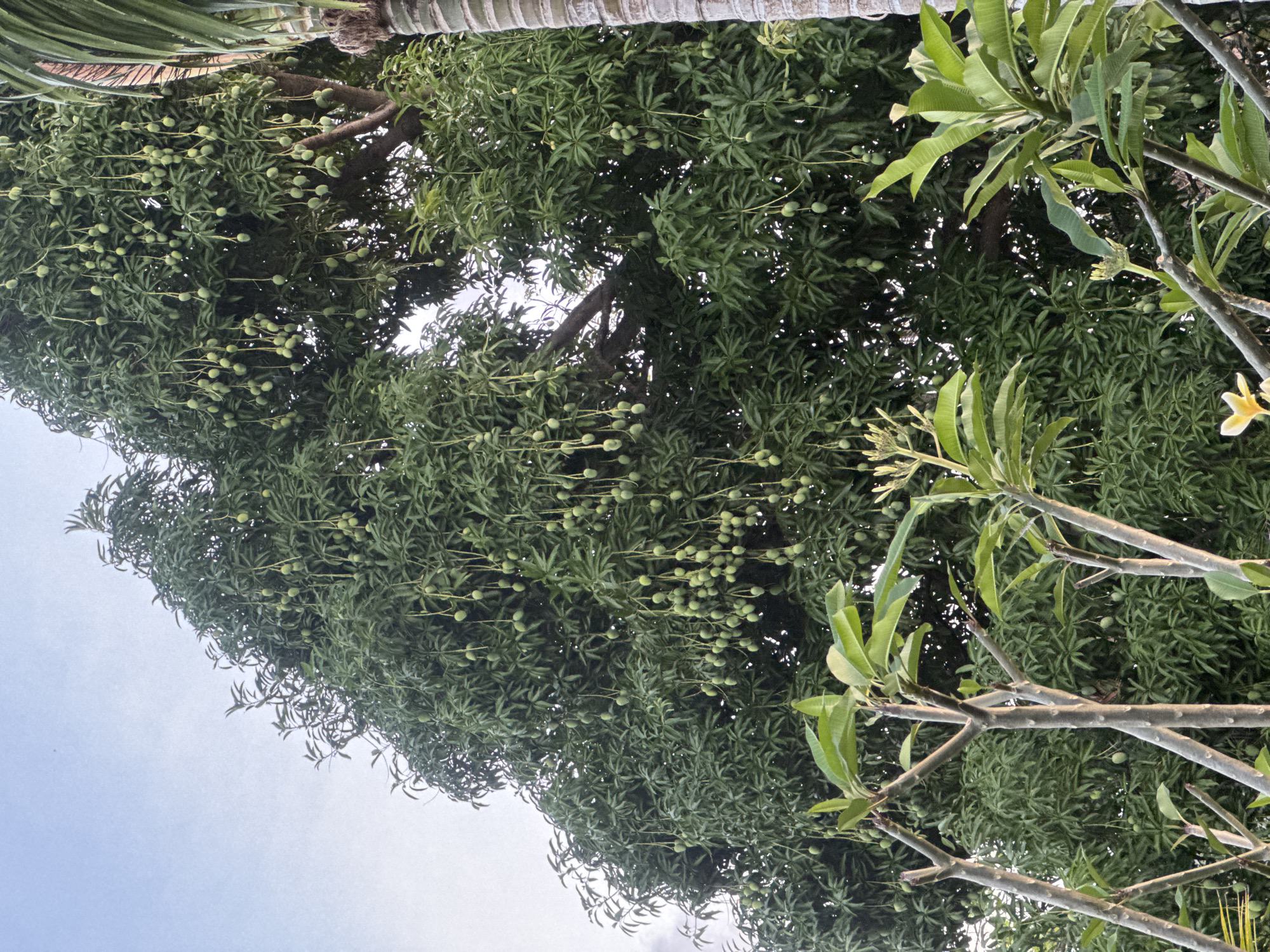 Slow morning at a North Kuta property, flora and downtime
