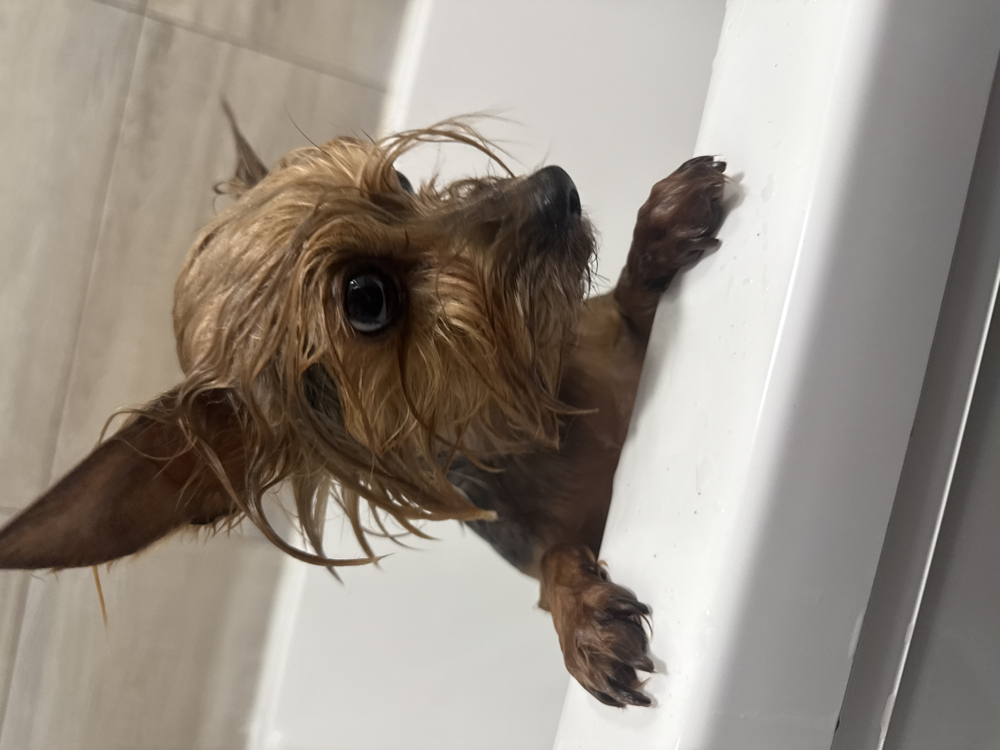 Dog bath and karaoke night captured in Chaikovsky, Russia