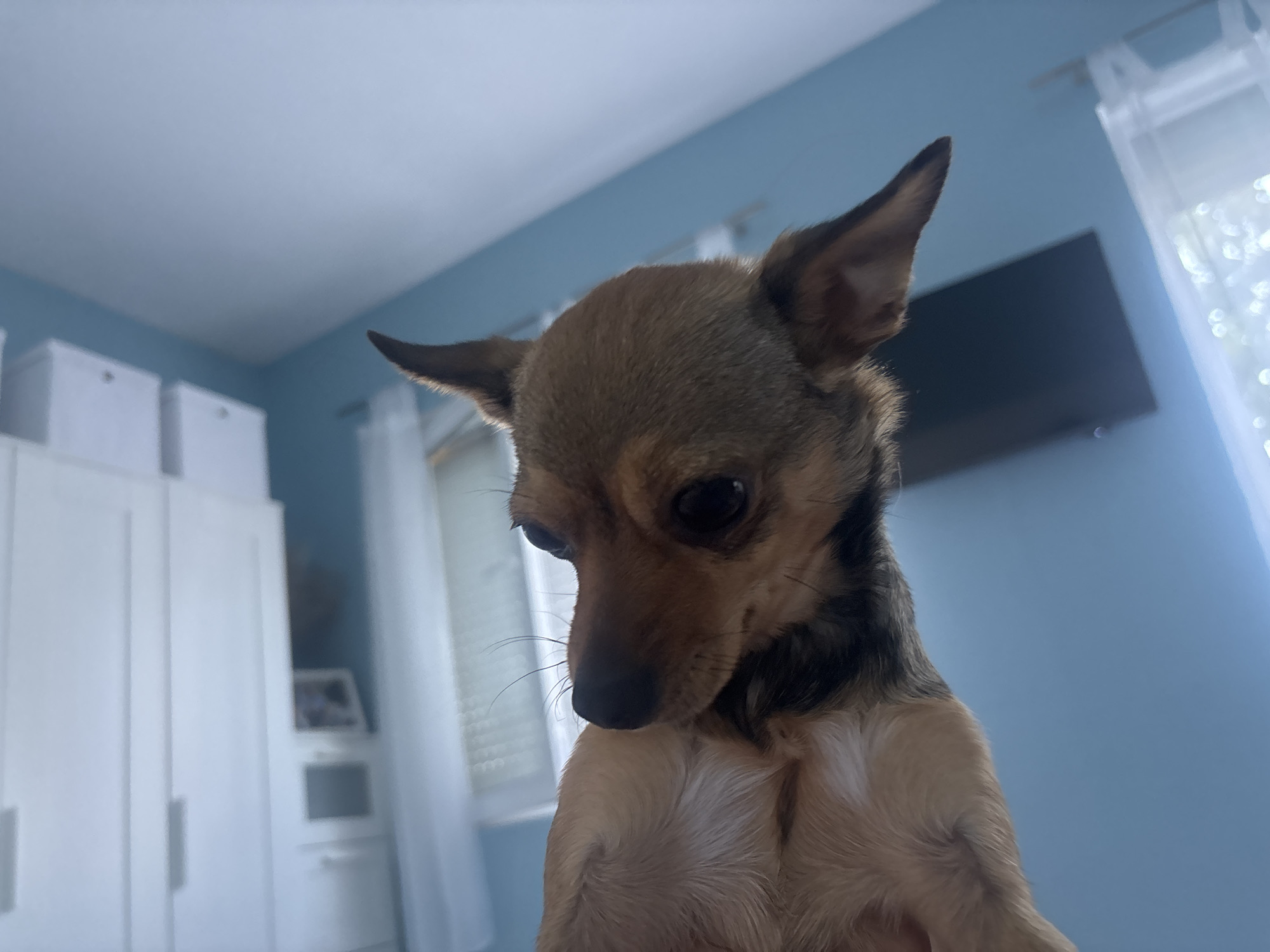 Small tan dog chills at home, belly rubs included