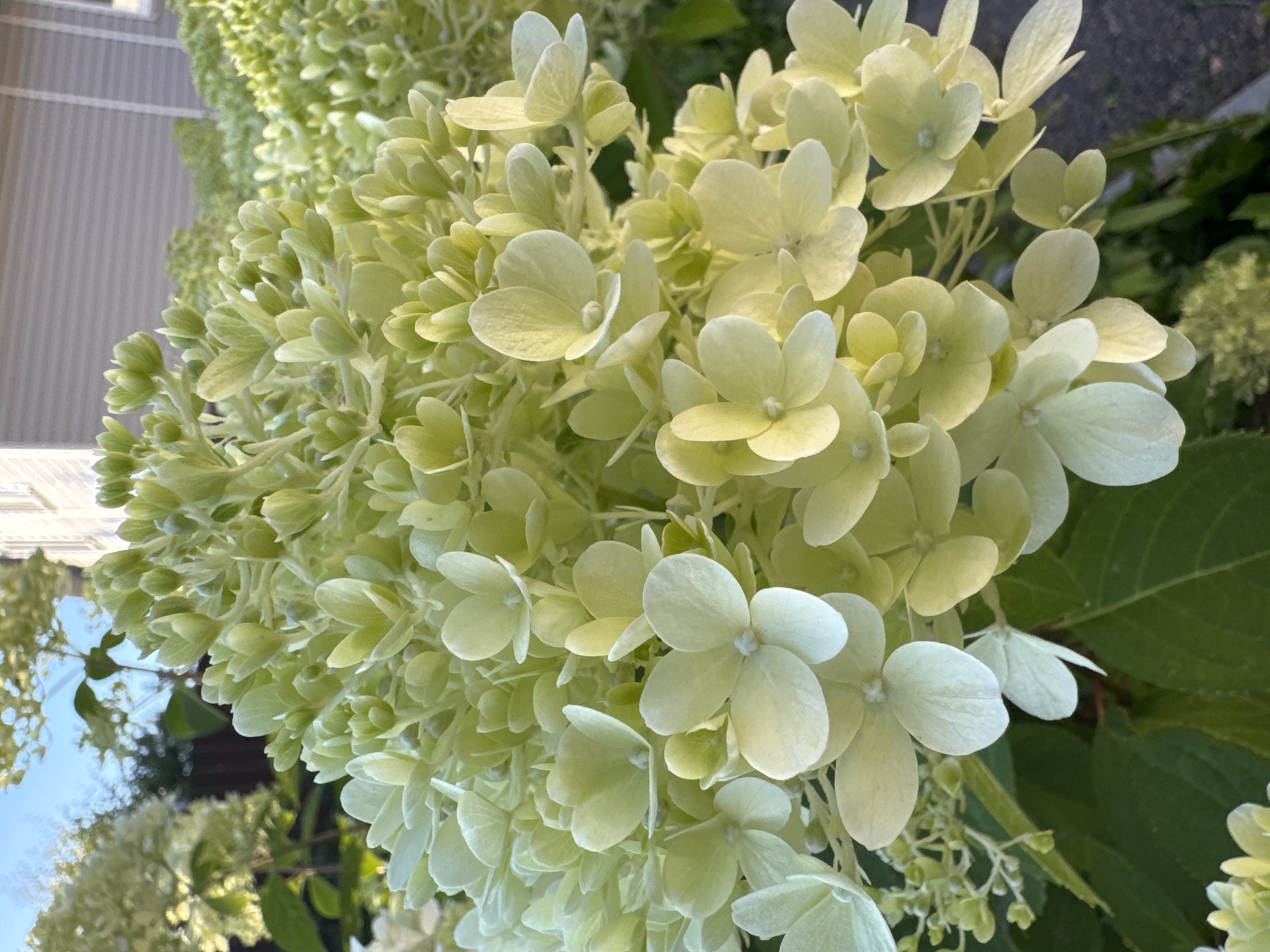 Summer garden in full bloom, roses to currants, Steklyannyi