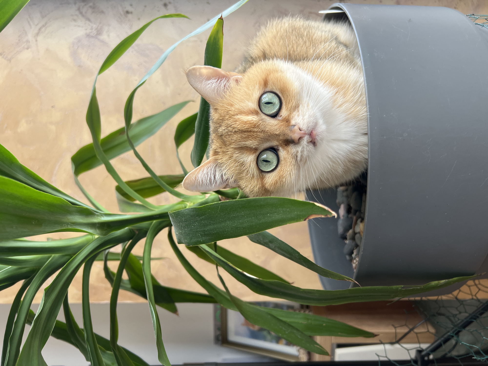 Cat and houseplants documented in Montenegro homes