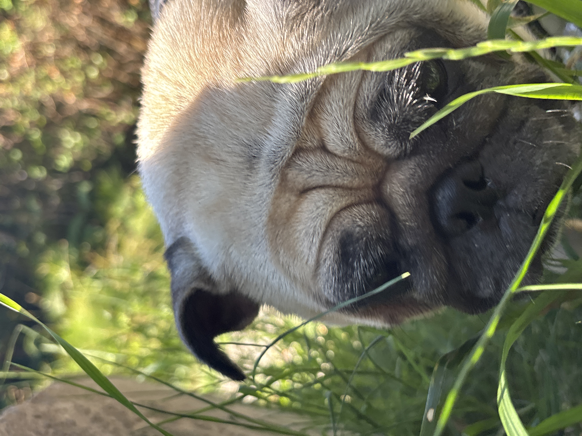 Pug walk along the Mzymta River valley, Sochi