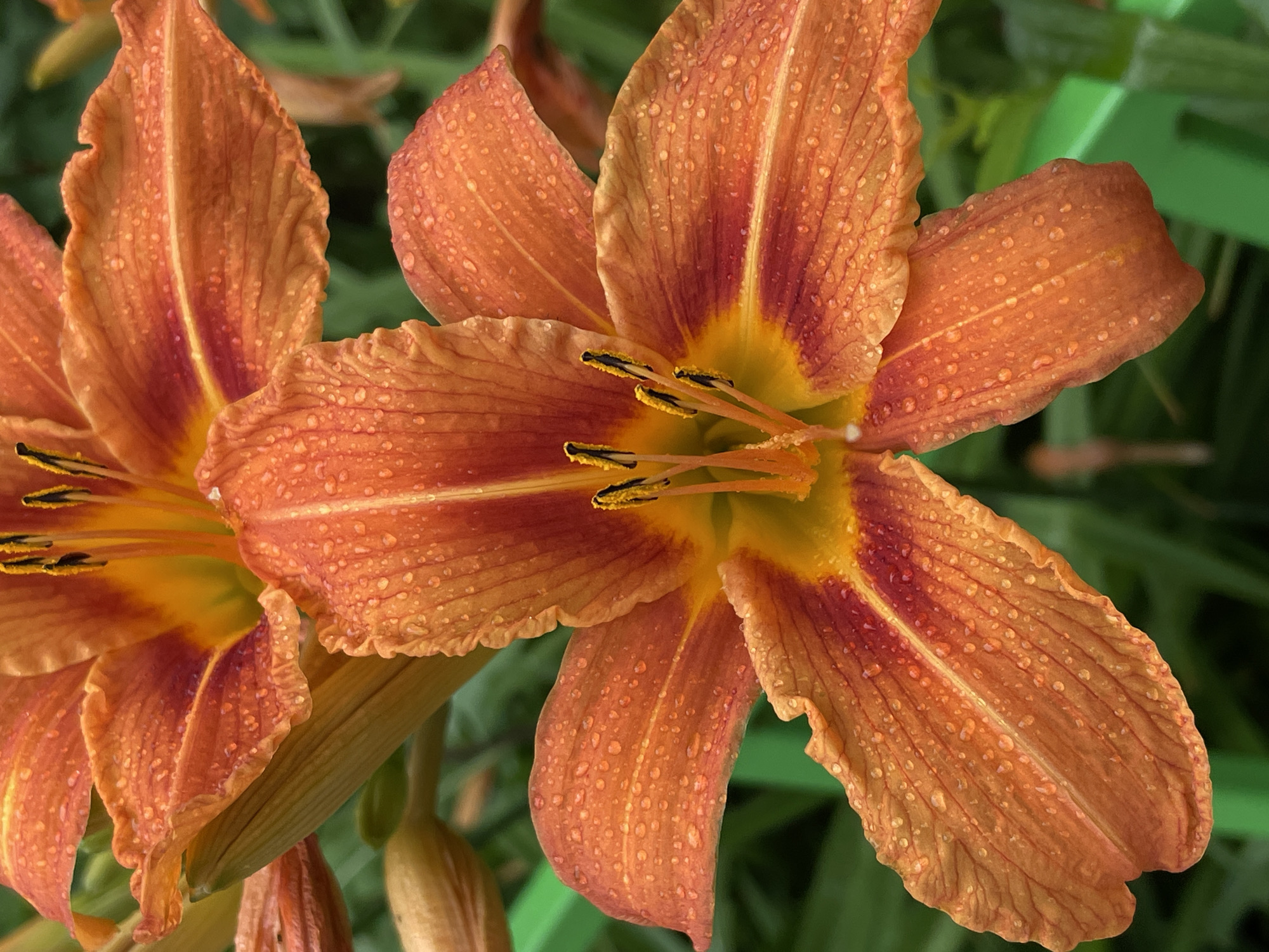 Orange lily close-up and rainy street selfie in Izhevsk